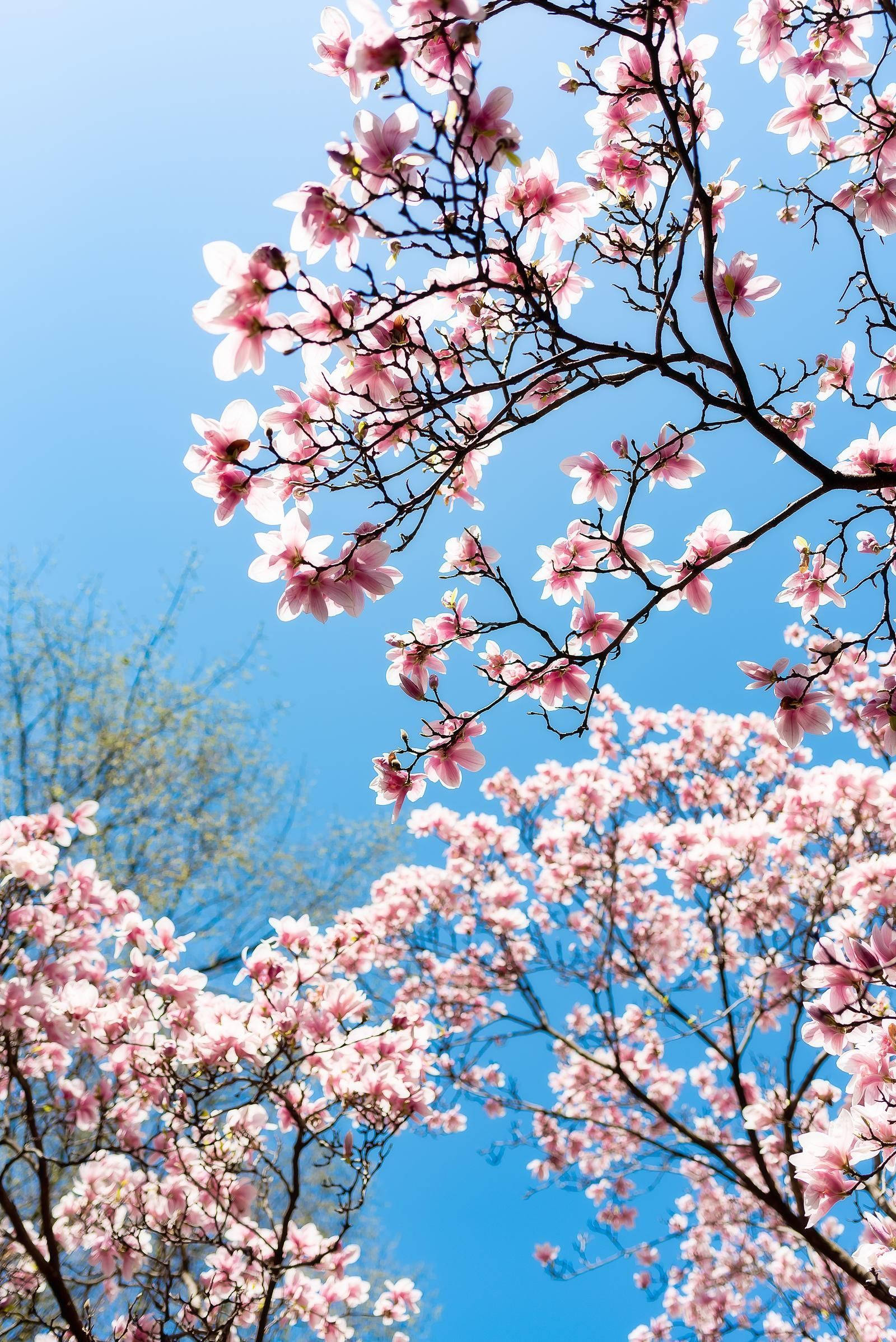 Pink magnolia blossoms, clear blue sky, springtime scene, Full HD Phone Wallpaper
