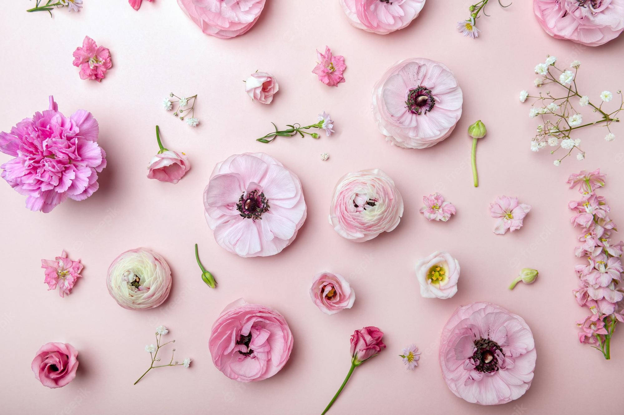 Aesthetic Spring, pink flowers, buds, Full HD Desktop Wallpaper