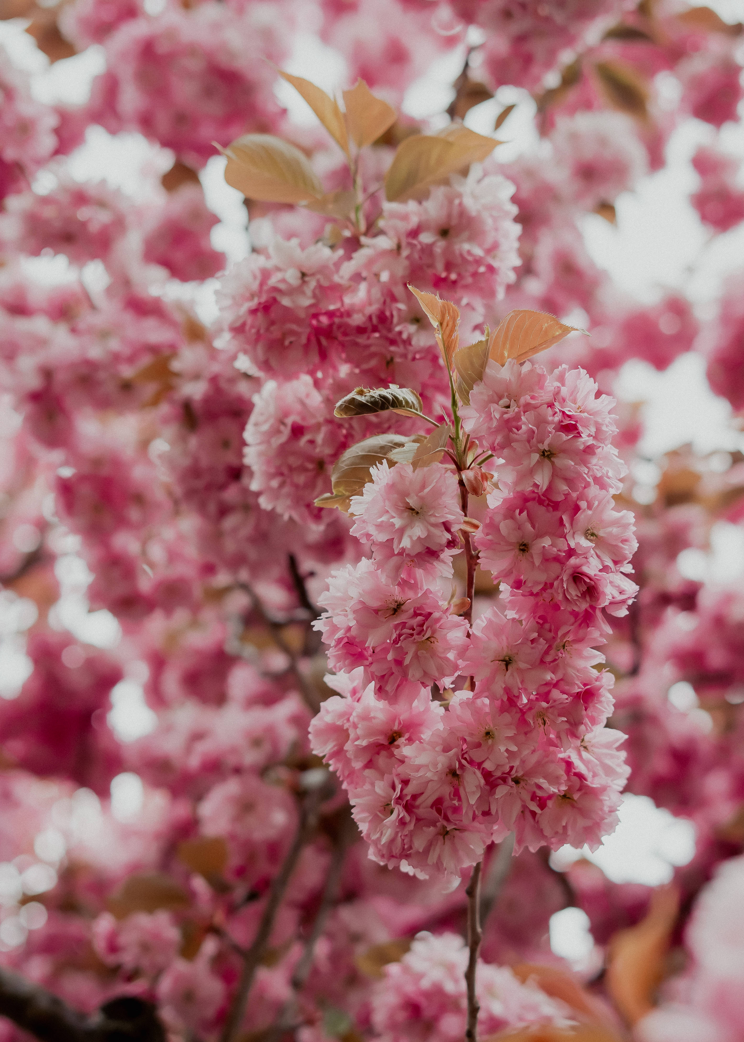 Aesthetic Spring, pink cherry blossoms, soft focus background, 4K Phone Wallpaper