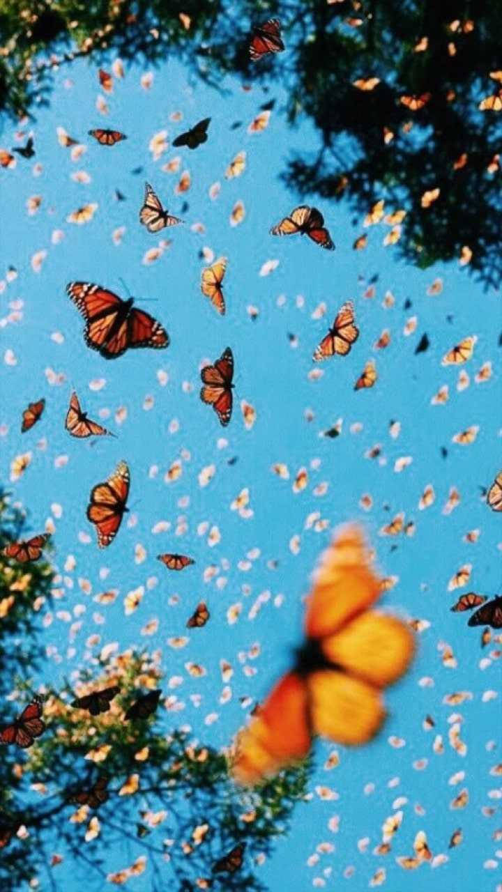 Aesthetic Spring, iPhone Screen Theme, Monarch butterflies, HD Phone Wallpaper