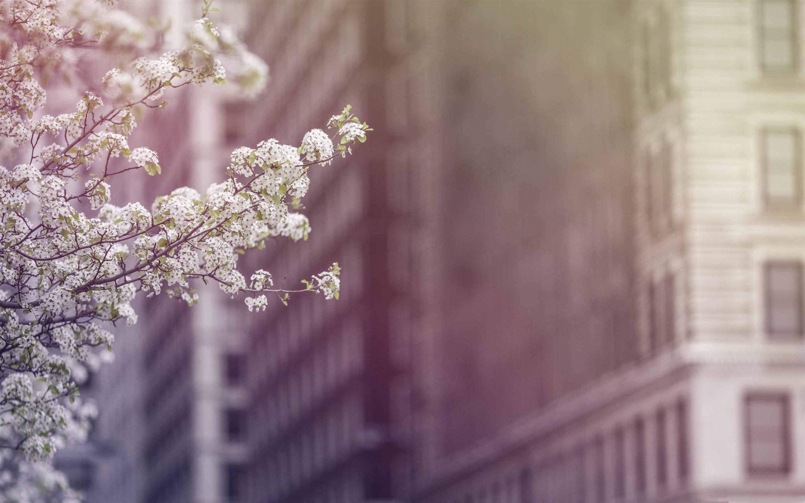 white blossoms, soft focus, blurred cityscape, 2K Desktop Wallpaper