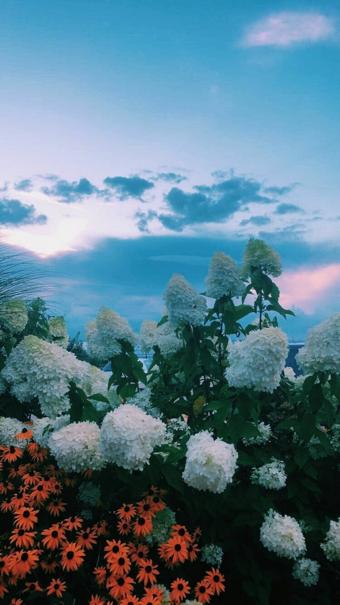 white hydrangeas, orange black-eyed susans, twilight sky, Full HD Phone Wallpaper