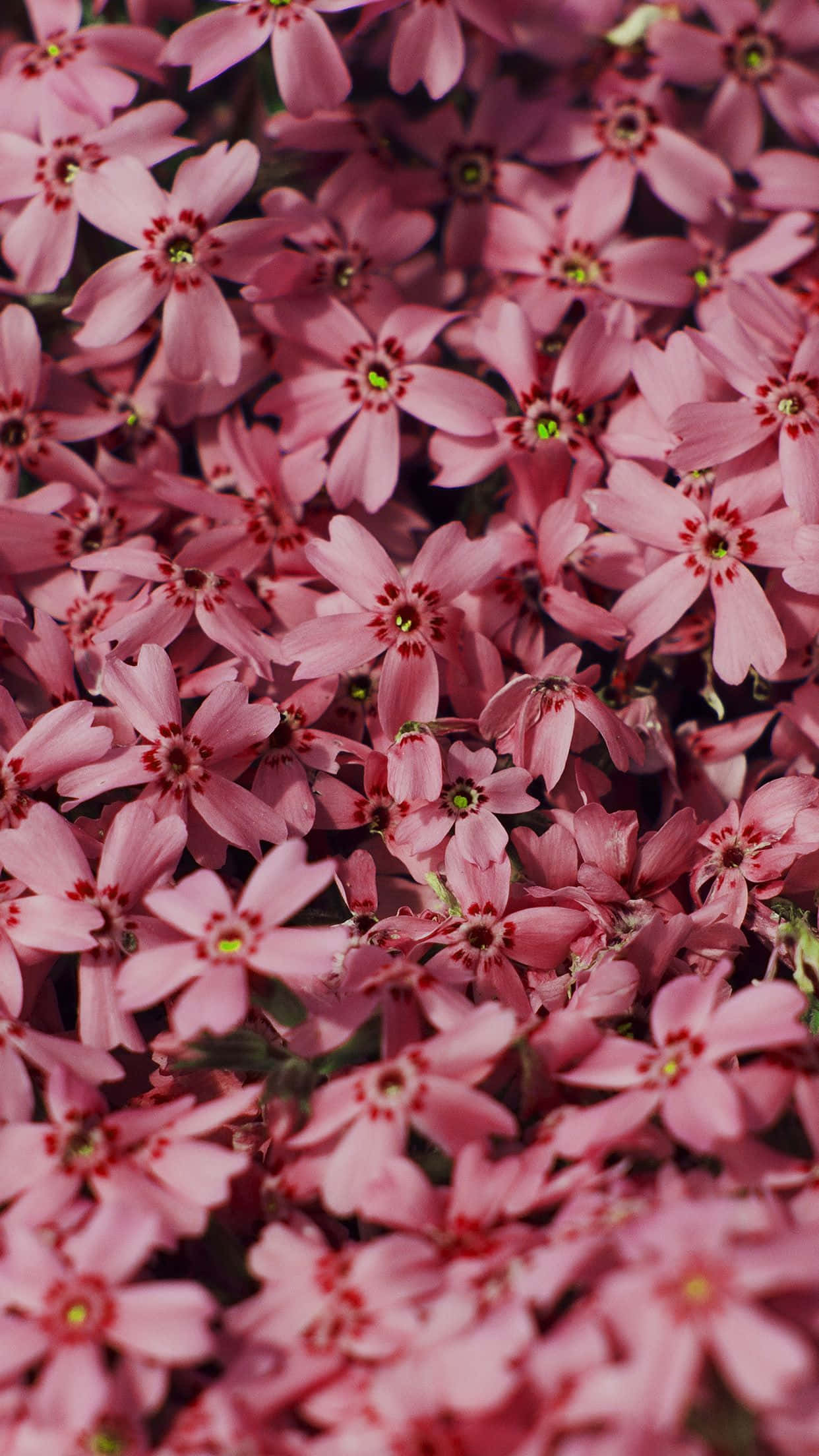 spring bloom, pink flowers, dark red centers, Full HD Phone Wallpaper
