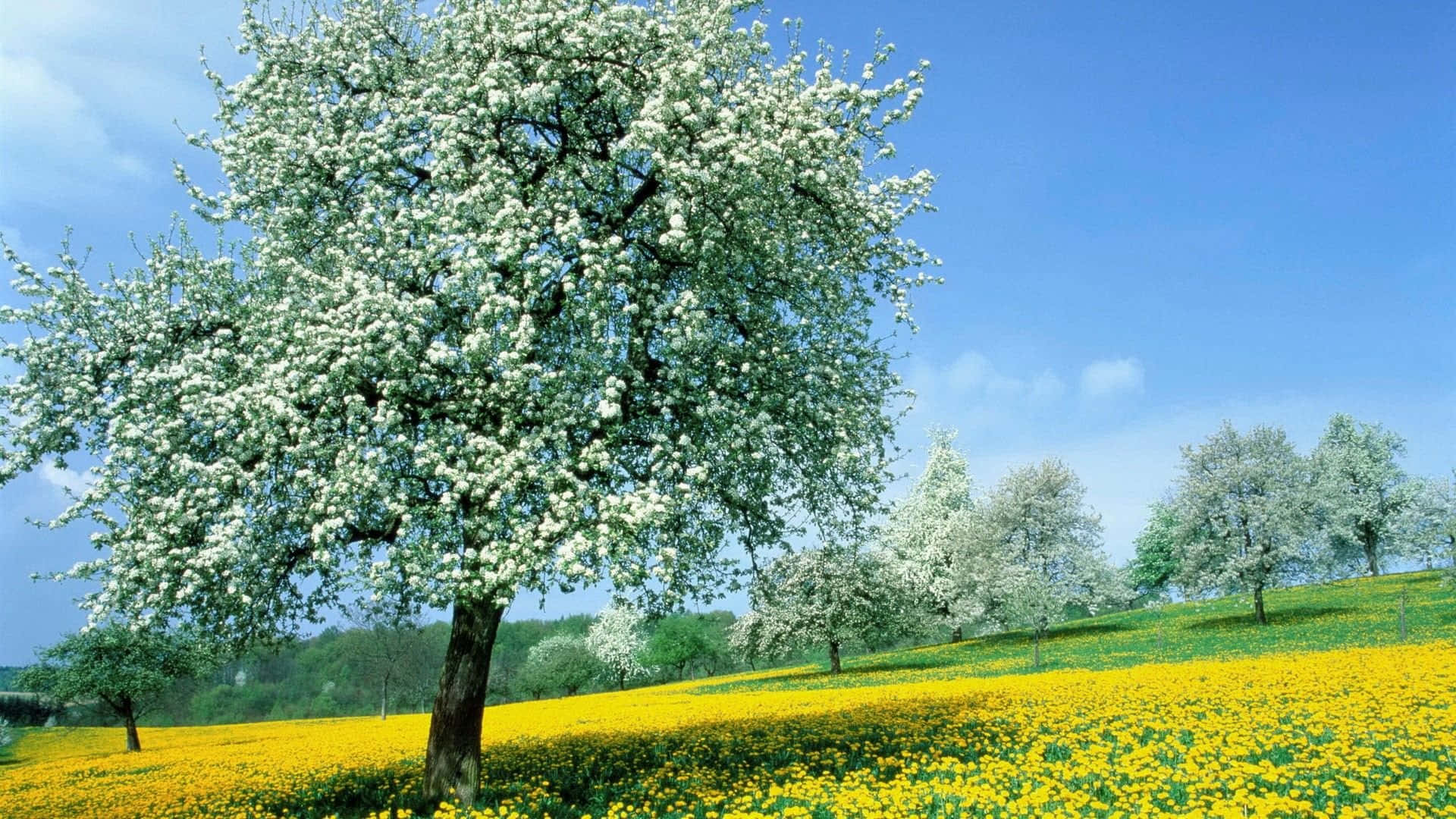 spring trees, white tree, vibrant yellow field, Full HD Desktop Wallpaper