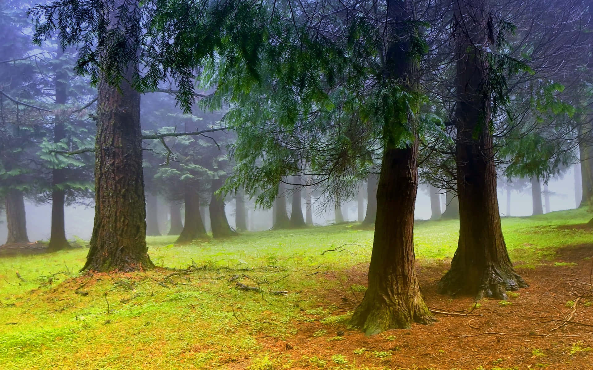 Spring Outdoors Scenery, misty forest, towering evergreen trees, Full HD Desktop Wallpaper