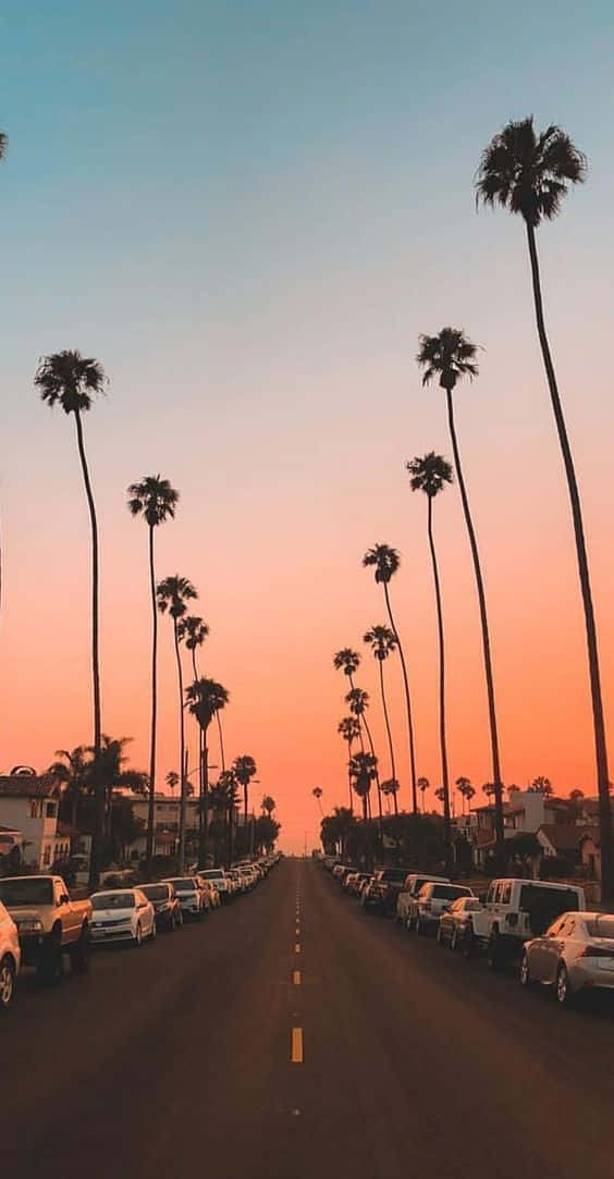 sunset, palm trees, orange and pink sunset sky, SD Phone Wallpaper