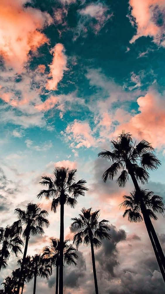 palm trees, sunset, coral clouds, SD Phone Wallpaper