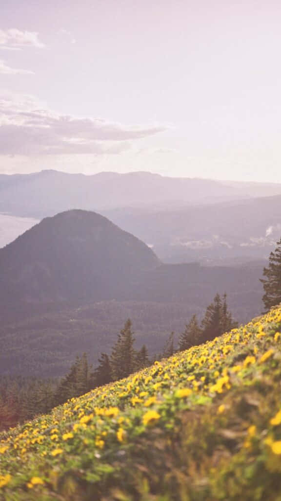 summer mountain meadow sunset, vibrant yellow wildflowers, distant forested mountains, SD Phone Wallpaper