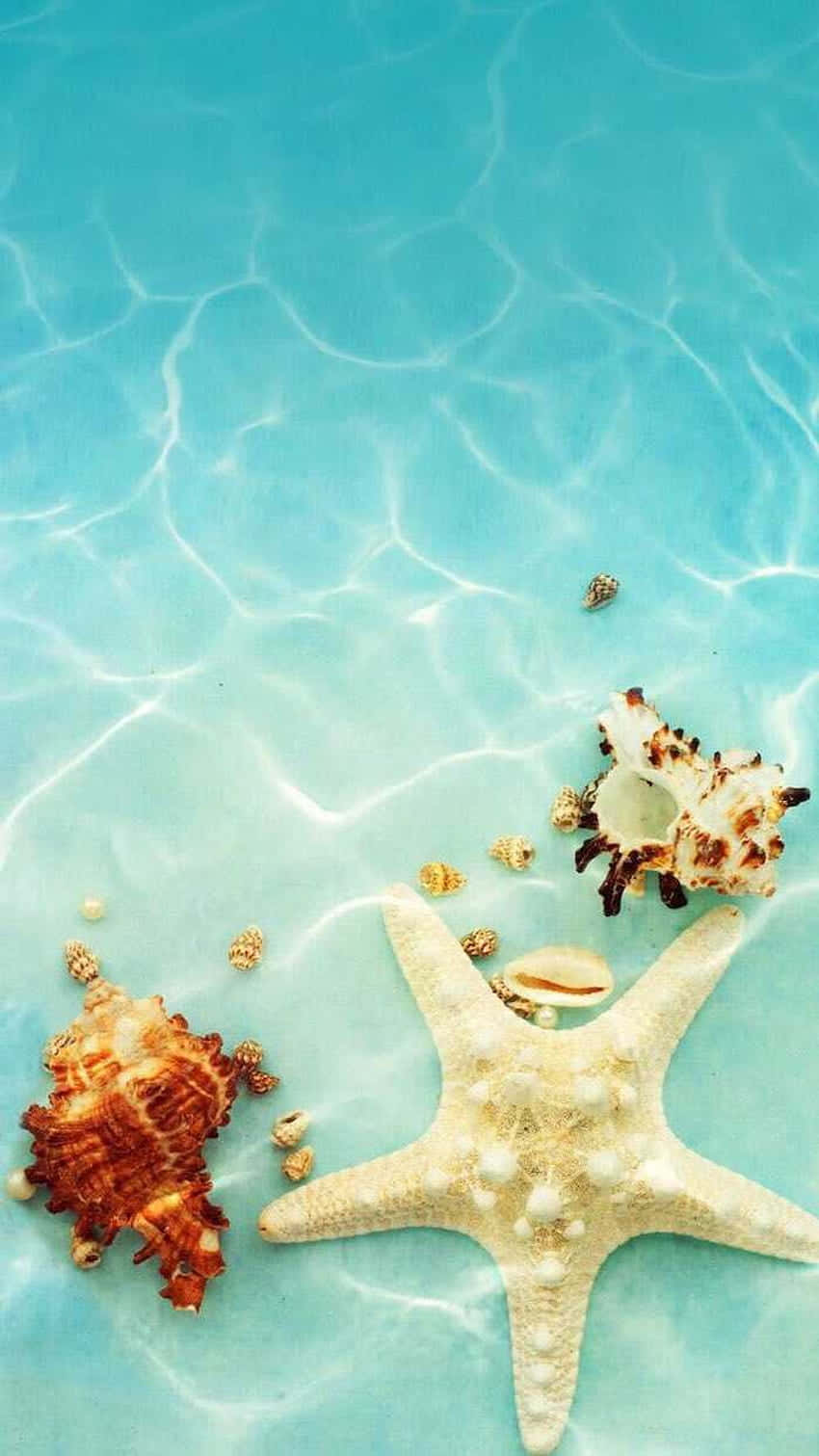 starfish, seashells, sandy ocean floor, HD Phone Wallpaper