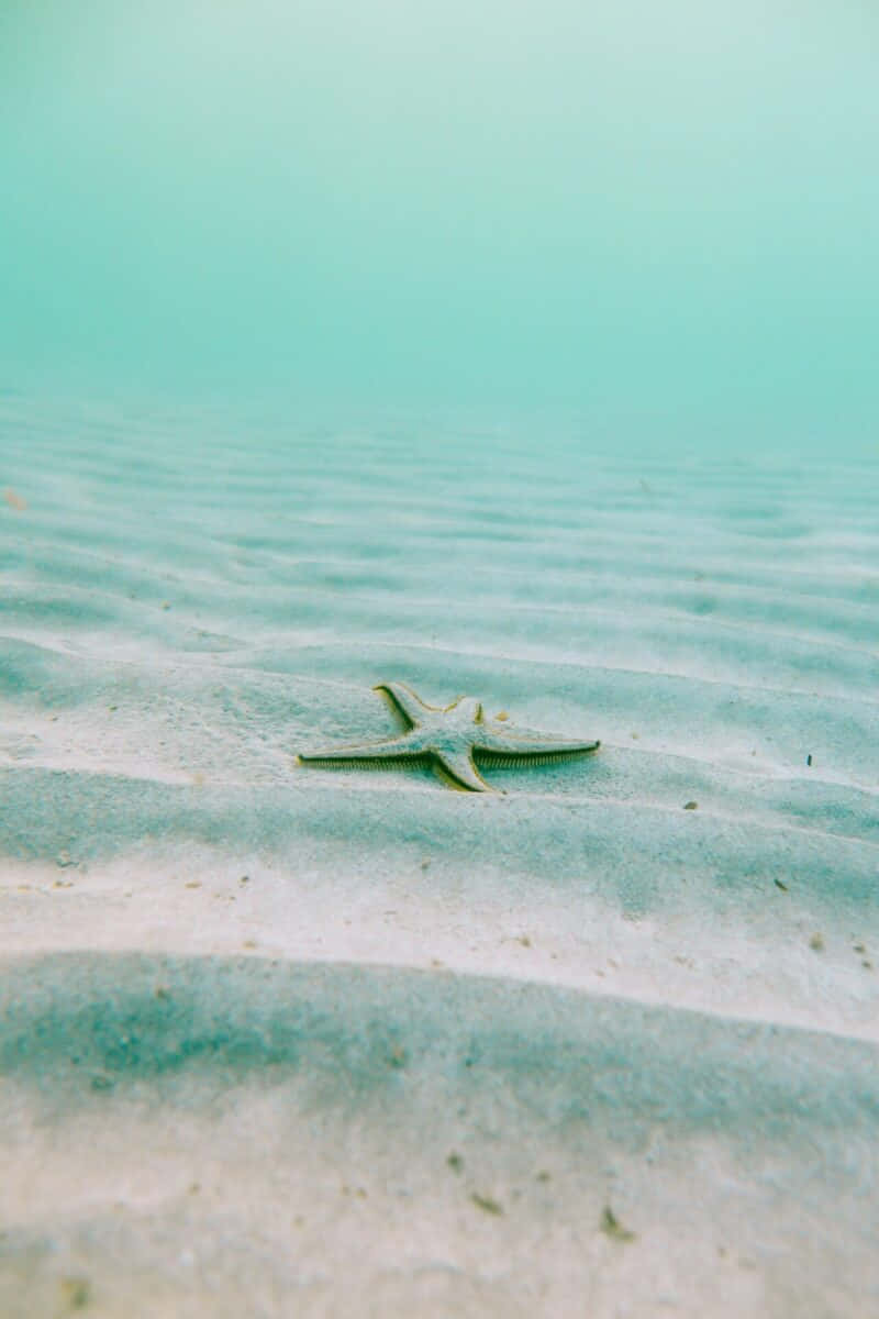 greenish starfish, rippled sandy ocean floor, hazy turquoise water, SD Phone Wallpaper