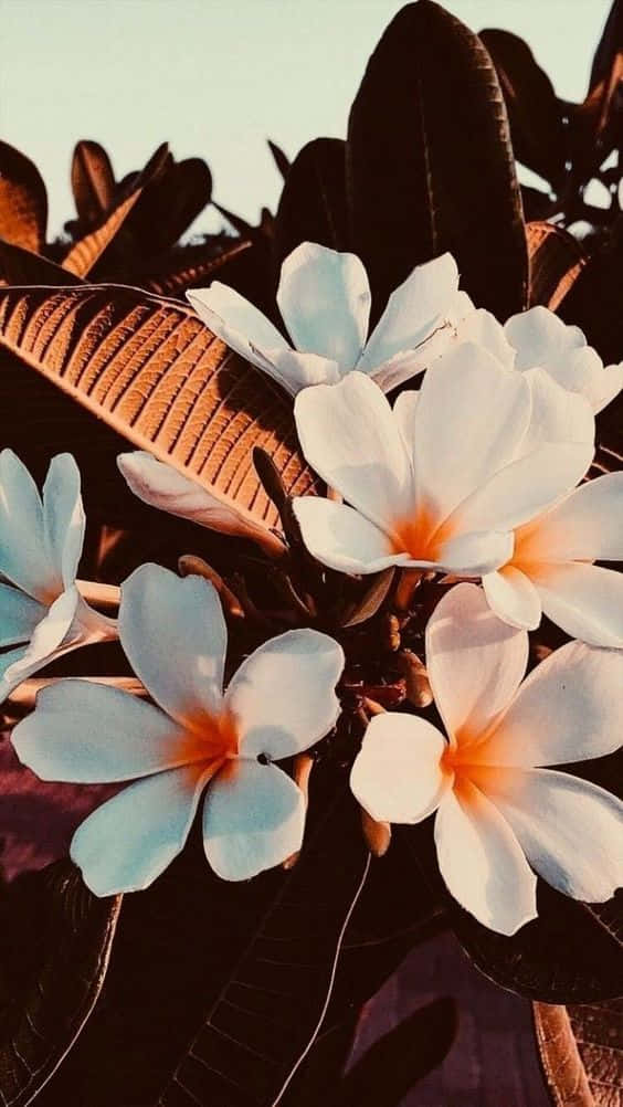 frangipani flowers, orange centers, dark leaves, SD Phone Wallpaper