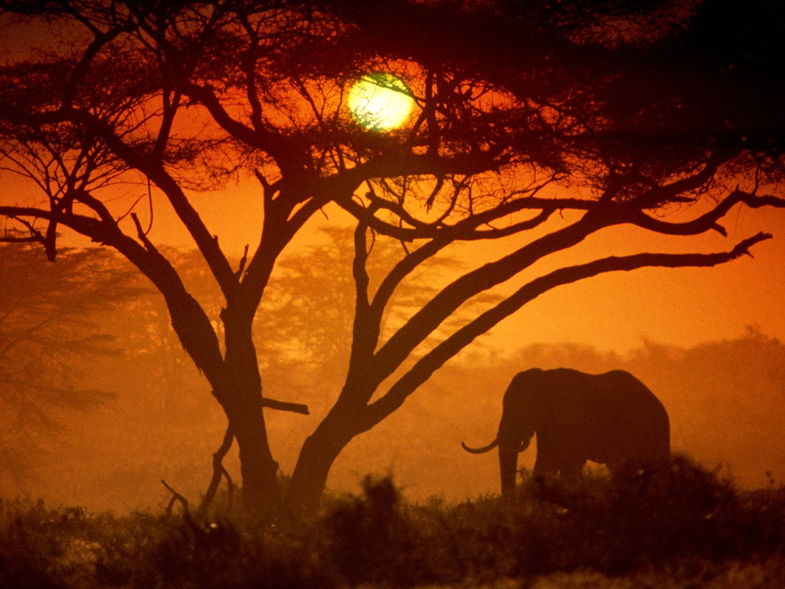African Elephant, silhouette, sunset, HD Desktop Wallpaper