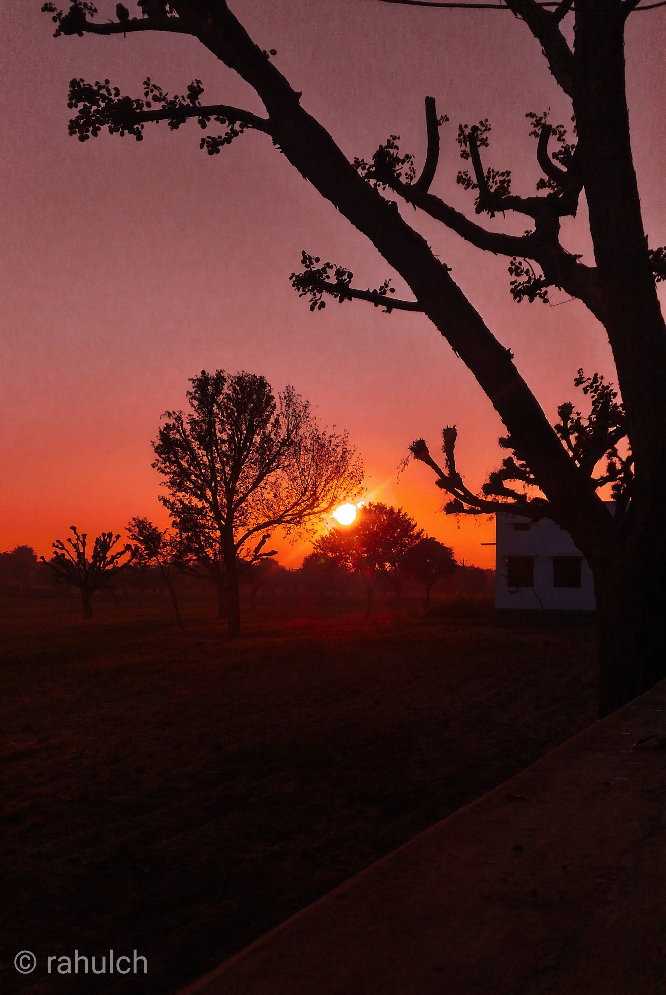 Aesthetic Sunset, tree silhouettes, fiery orange, 2K Phone Wallpaper