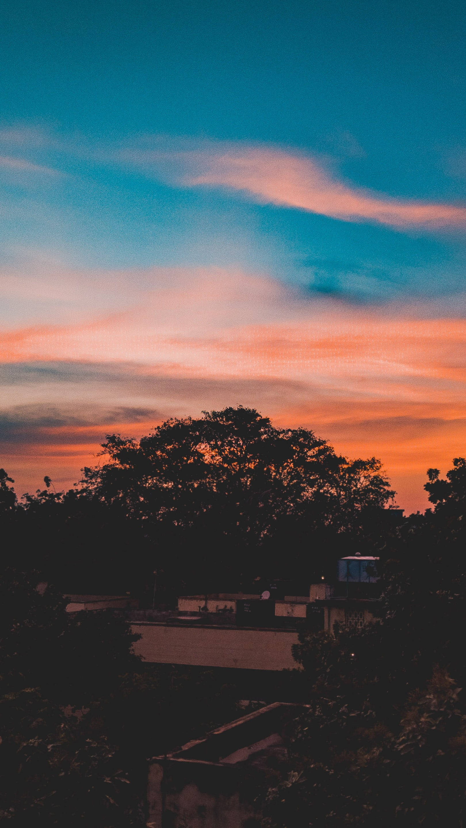 Aesthetic Sunset, tree silhouette, fiery orange, 2K Phone Wallpaper