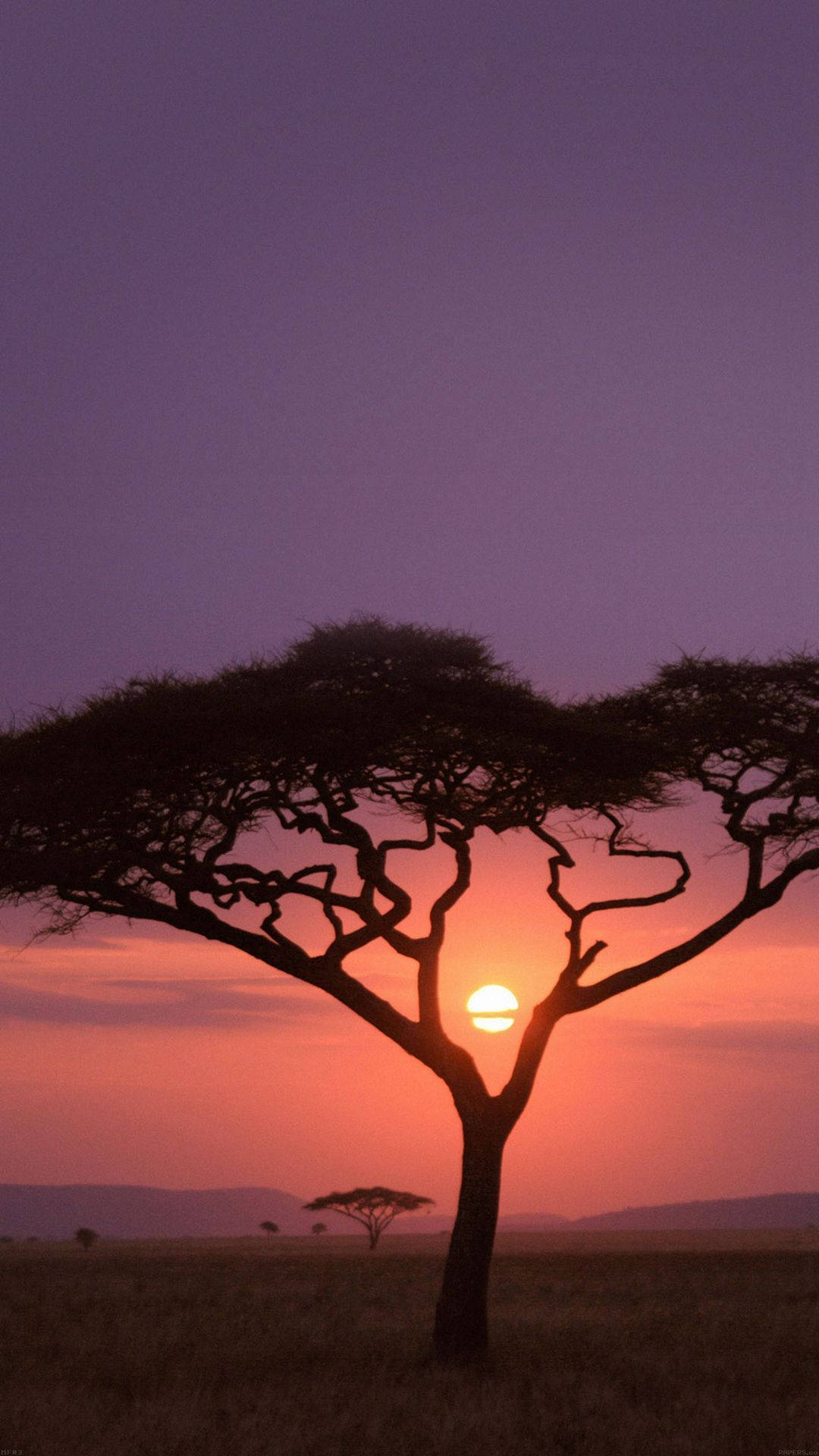 acacia tree, vibrant purple and orange sunset, African savanna, Full HD Phone Wallpaper