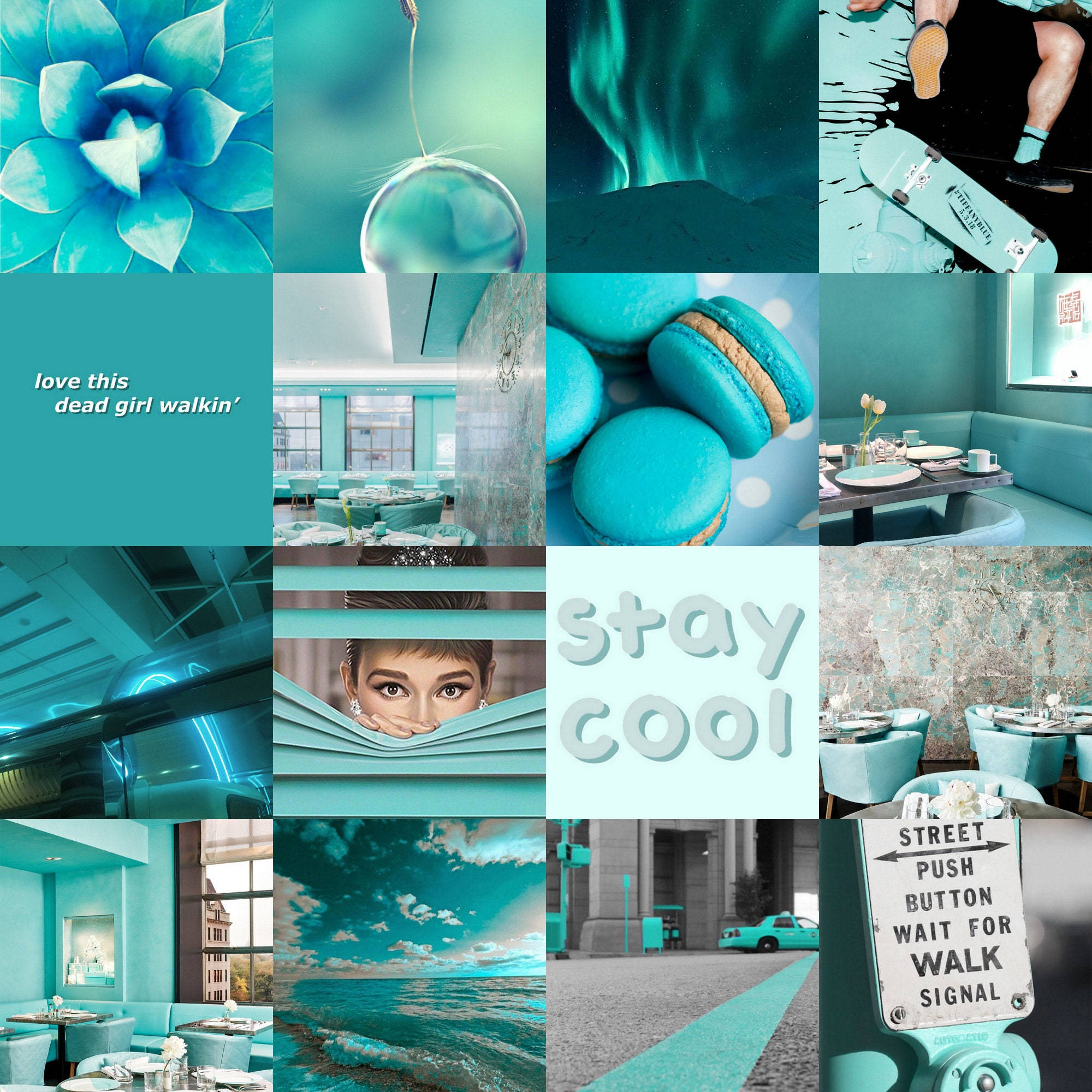 teal, succulents, macarons, Full HD Desktop Wallpaper