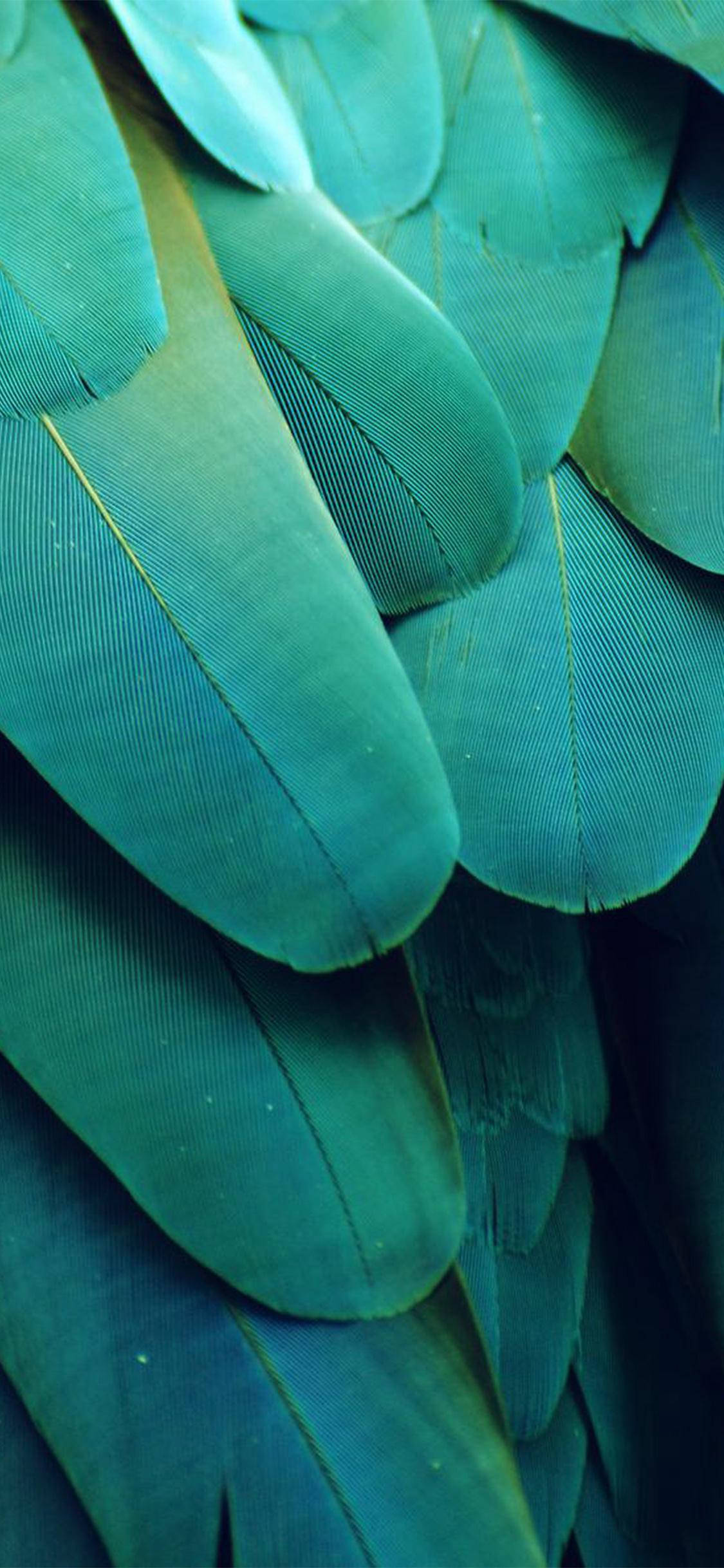 feather, teal, barbs, Full HD Phone Wallpaper