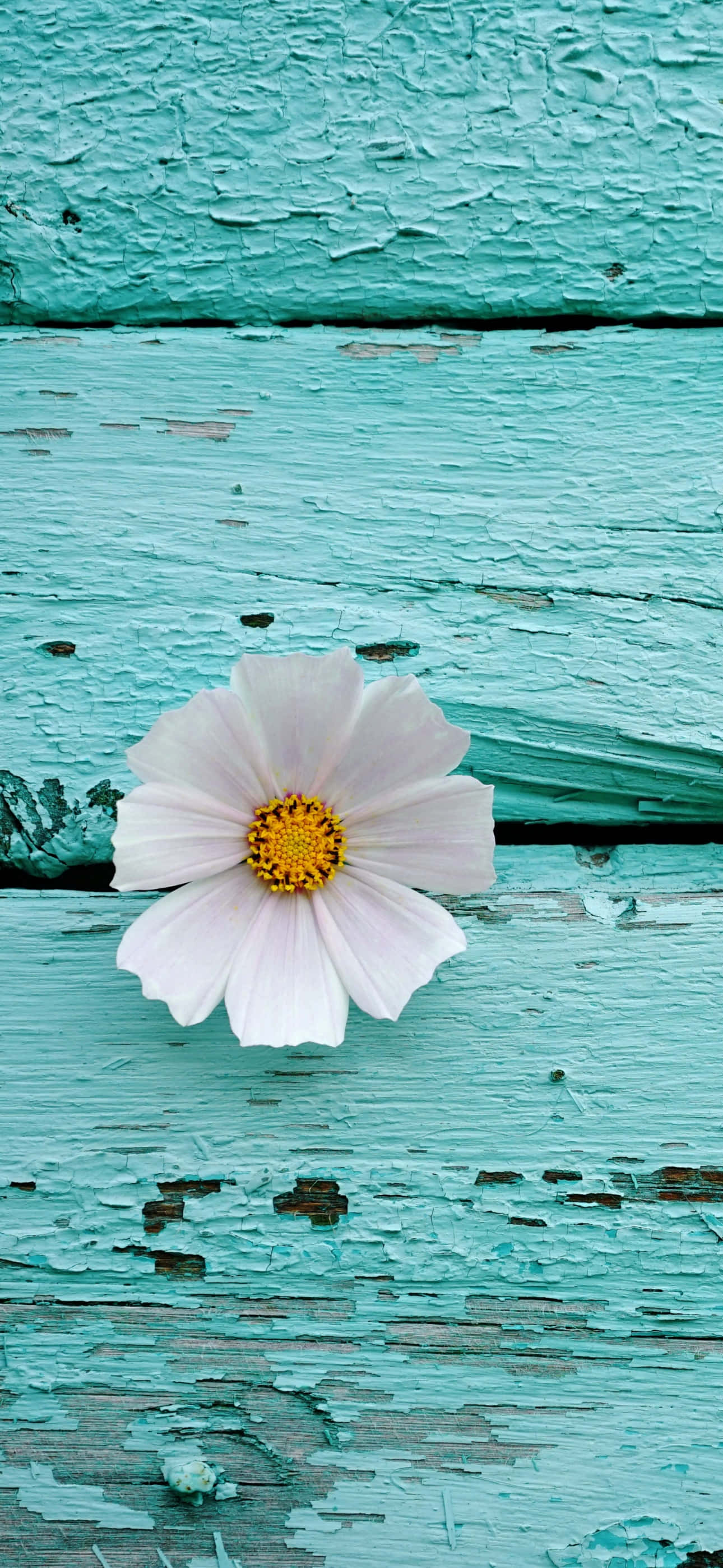 iPhone, teal, cosmos flower, 2K Phone Wallpaper