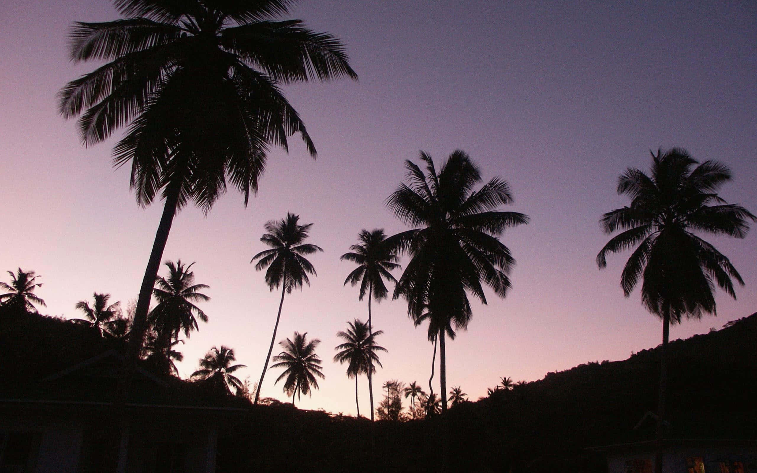 palm trees, purple and pink twilight sky, tropical hillside, 2K Desktop Wallpaper