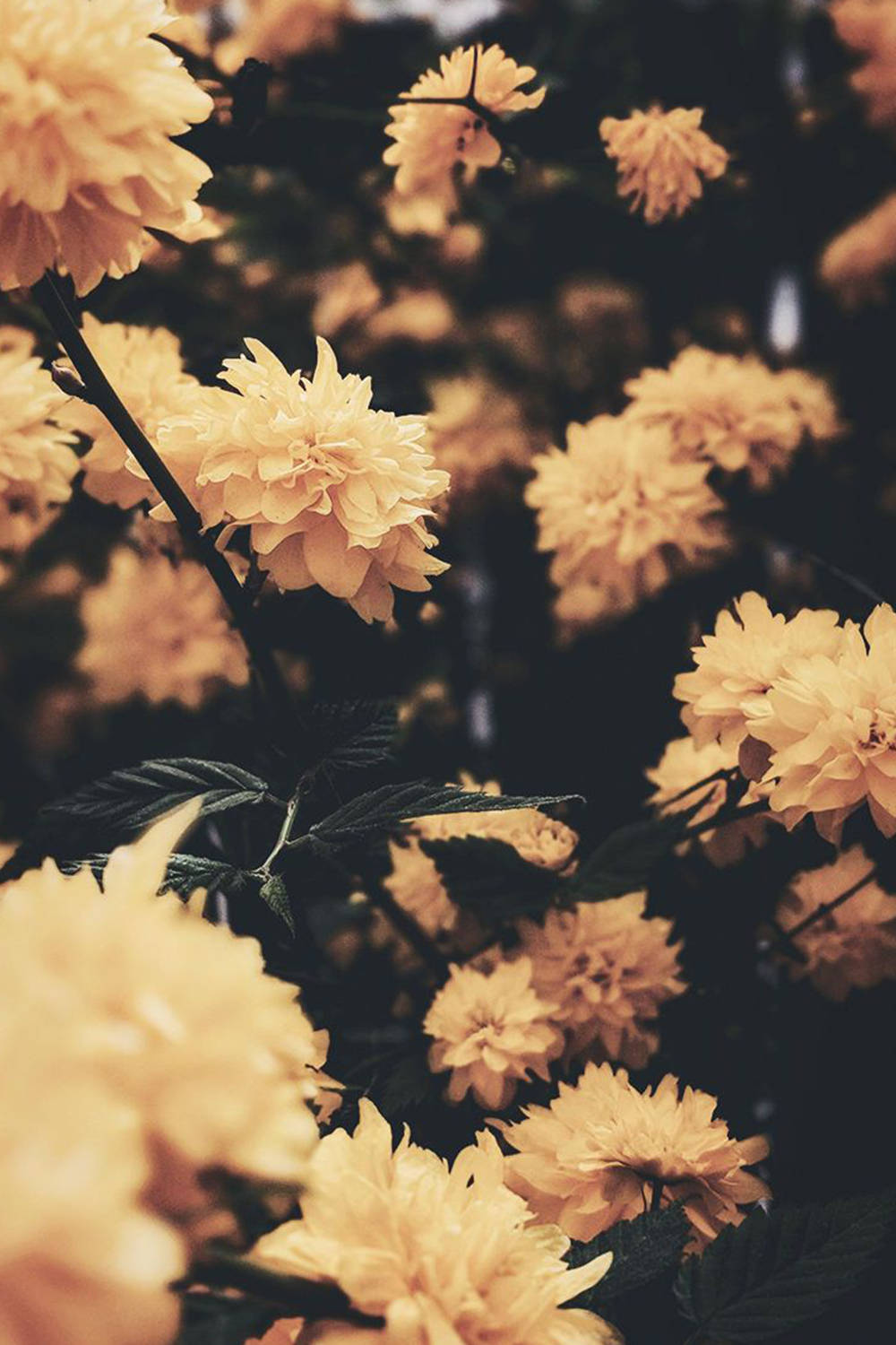 Vintage Aesthetic iPad, white flowers, soft golden flowers, HD Phone Wallpaper