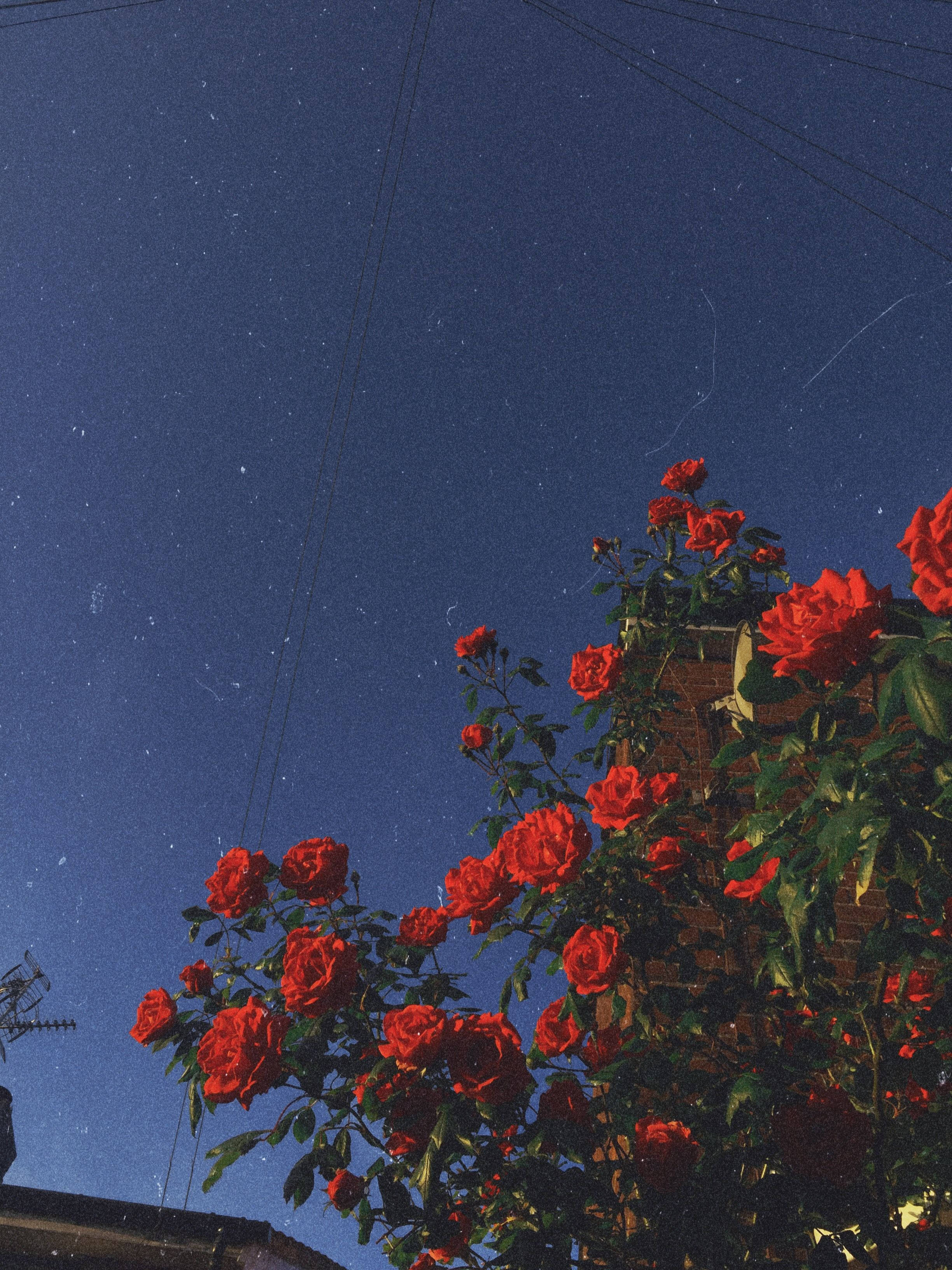 Vintage iPad, red flowers, starry night sky, 2K Phone Wallpaper