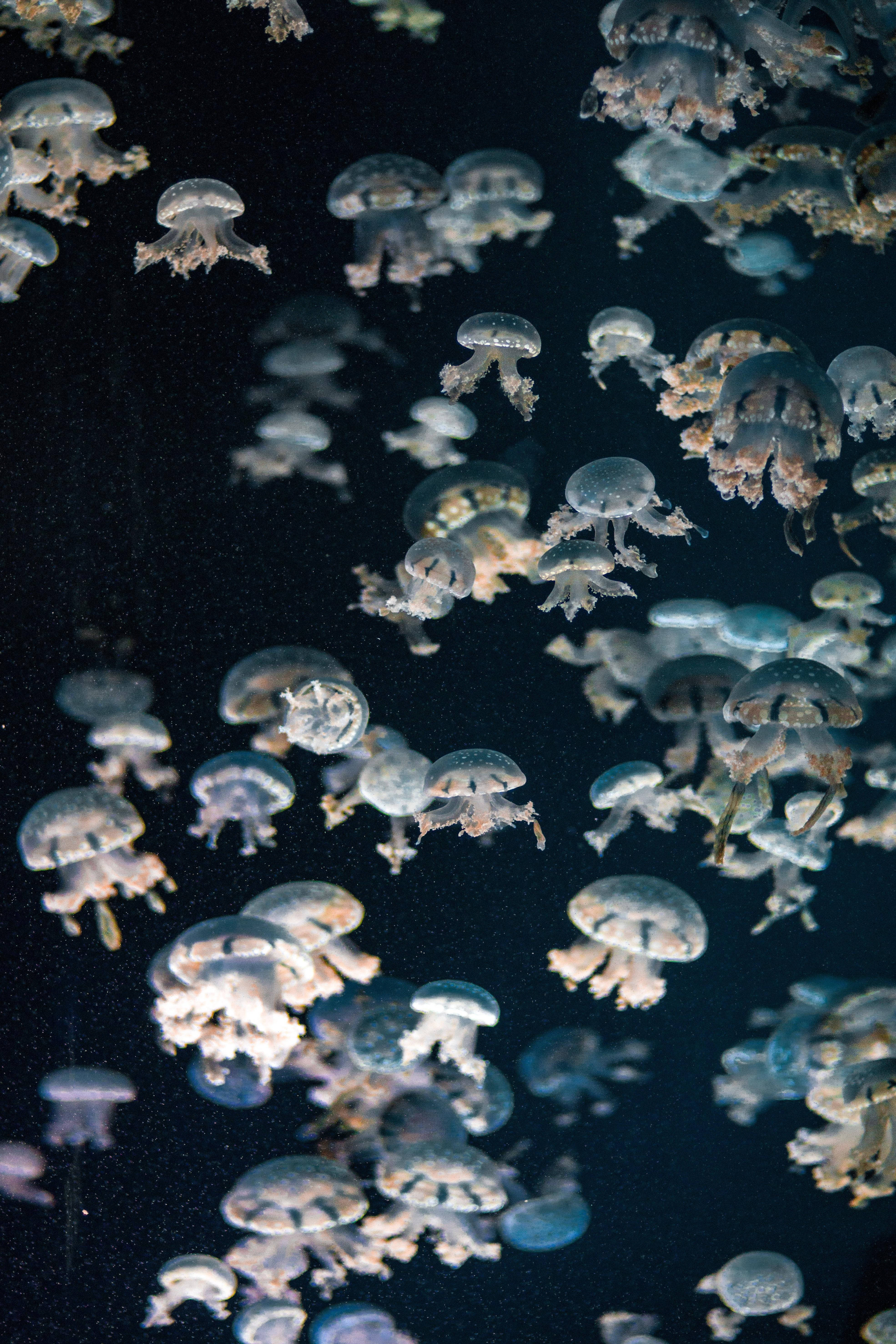 Vintage Aesthetic Jellyfish, translucent jellyfish, deep, dark ocean water, 5K Phone Wallpaper