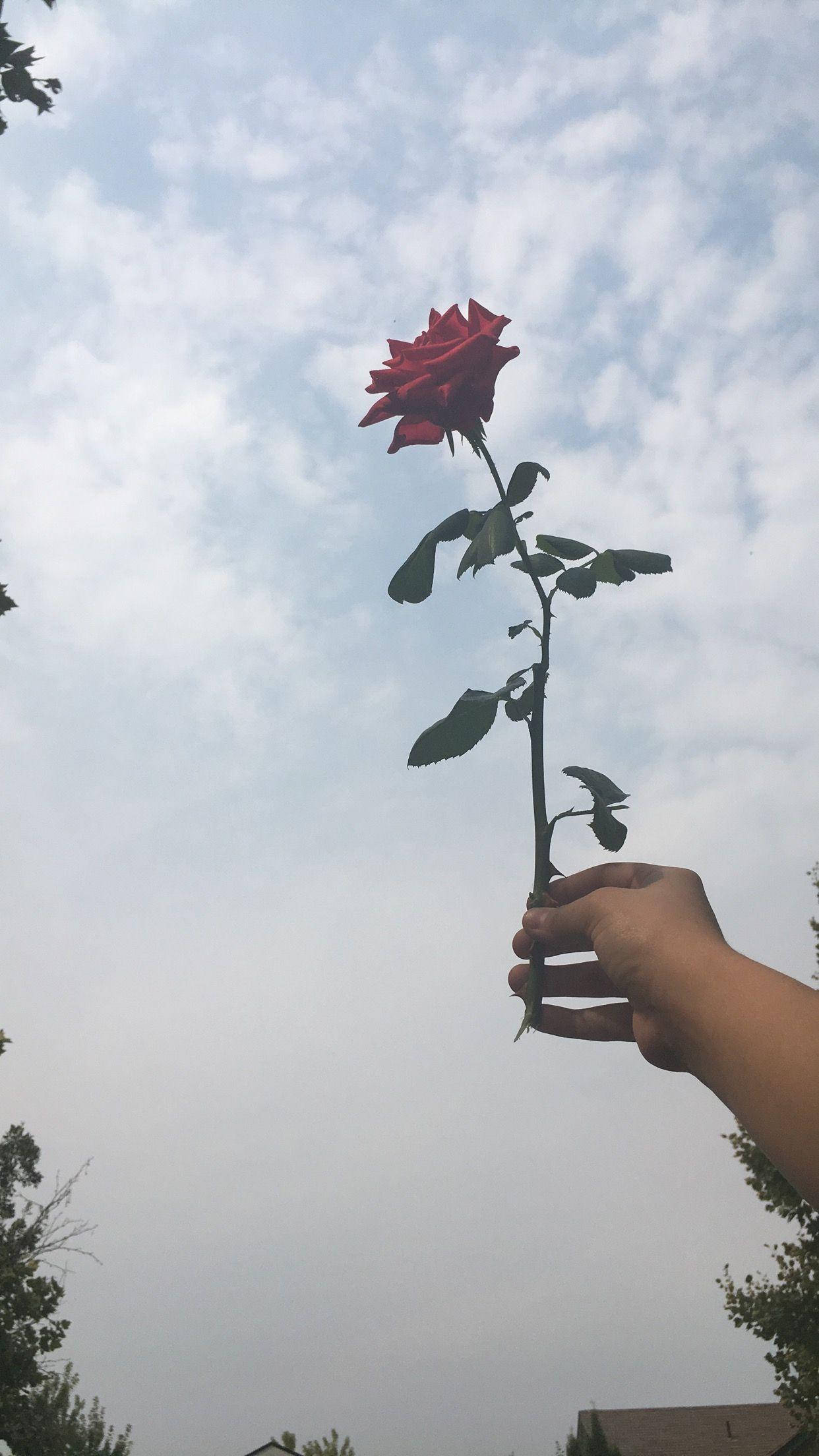 Aesthetic Vintage iPad, red rose, cloudy sky, Full HD Phone Wallpaper