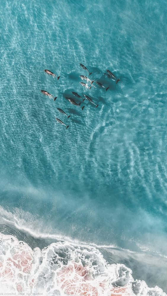 Aesthetic Wave, dolphins, turquoise ocean water, SD Phone Wallpaper