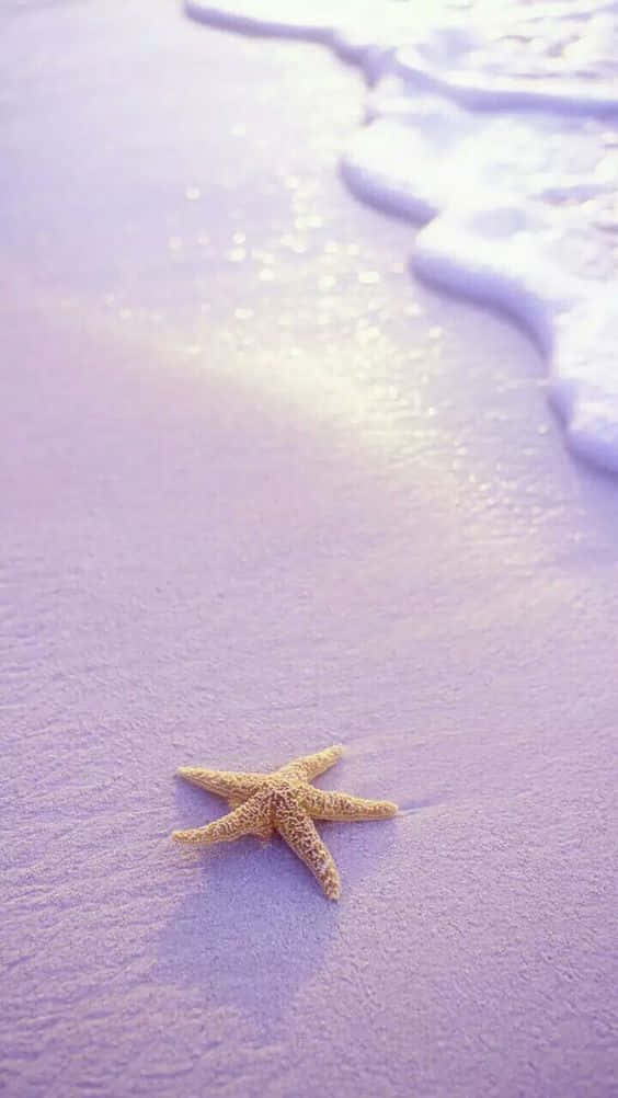 orange starfish, lavender-hued wet sand, gentle ocean waves, SD Phone Wallpaper
