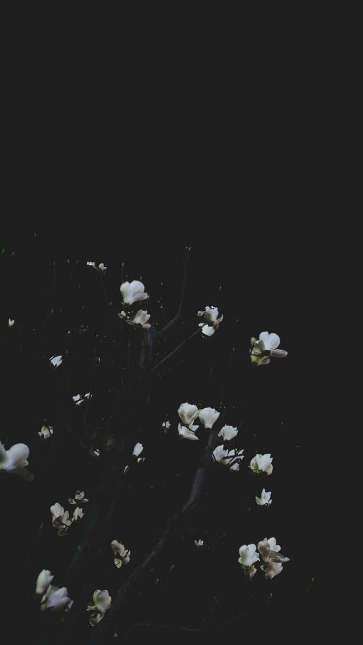 white magnolia blossoms, deep black background, minimalist composition, HD Phone Wallpaper