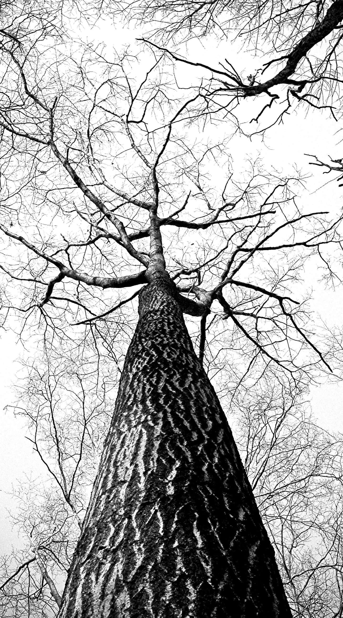 Aesthetic White And Black iPhone, tree trunk, leafless tree, 2K Phone Wallpaper