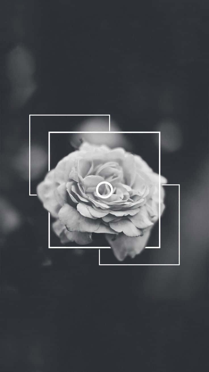 Aesthetic White And Black iPhone, monochrome rose, layered white geometric frames, HD Phone Wallpaper
