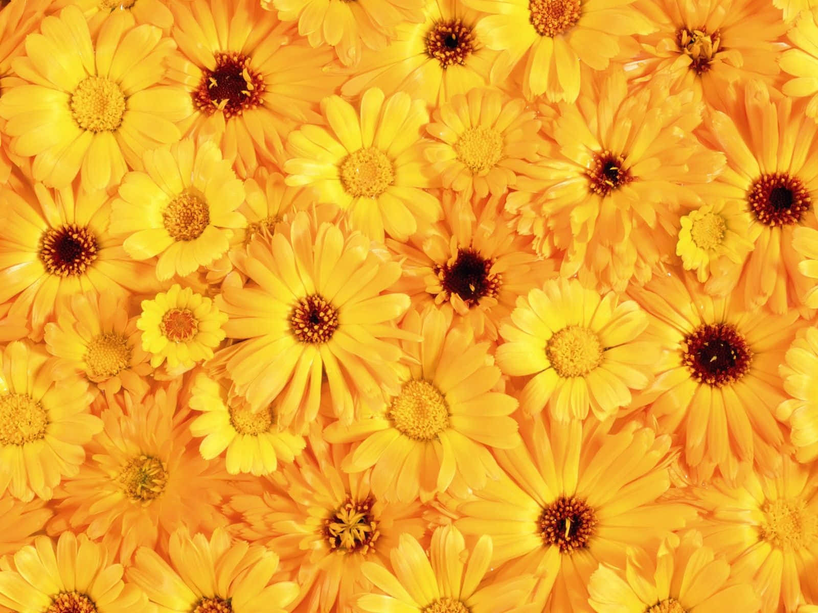 Aesthetic Yellow, marigolds, yellow, HD Desktop Wallpaper
