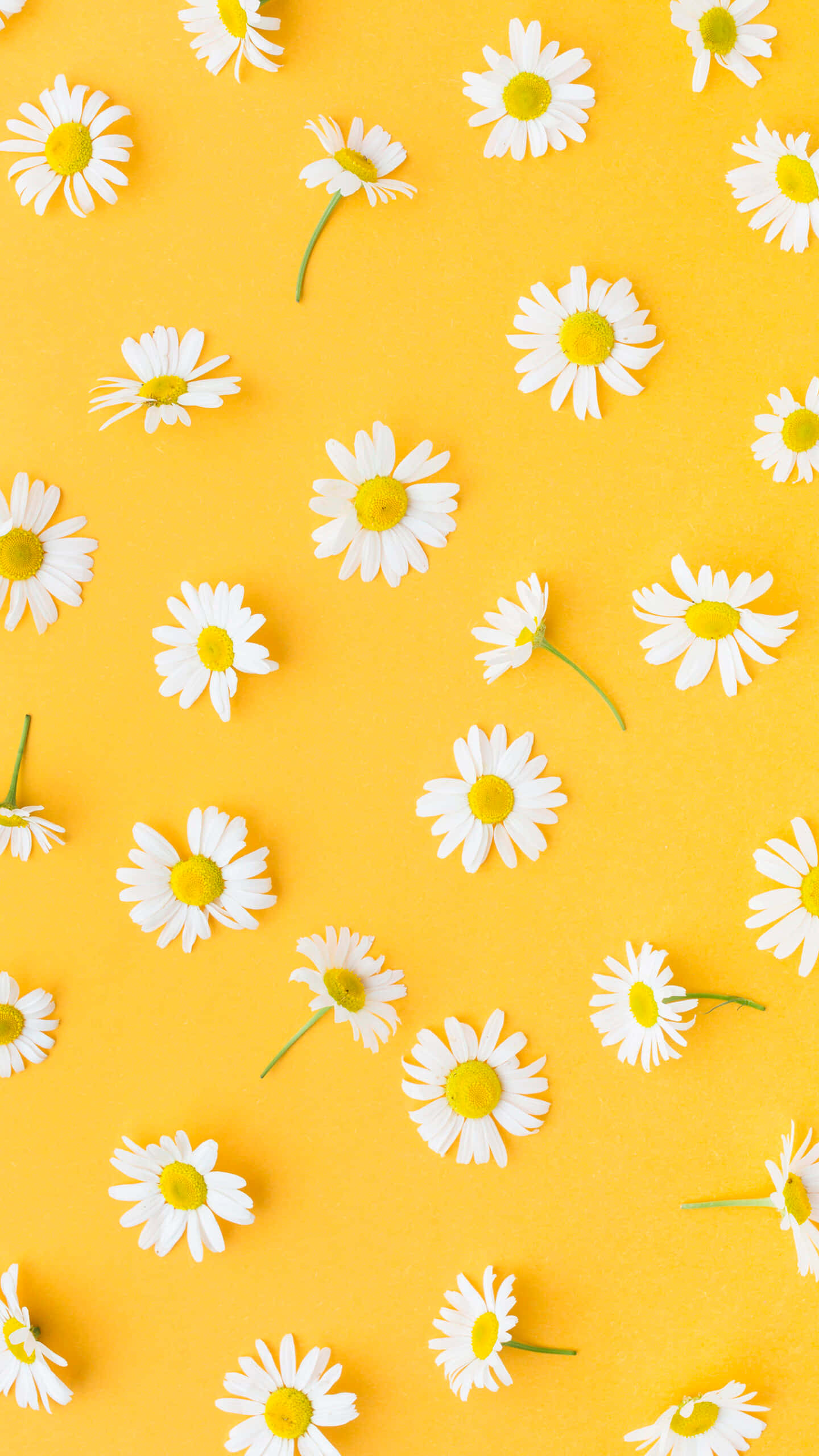 white daisies, yellow centers, bright yellow background, 2K Phone Wallpaper