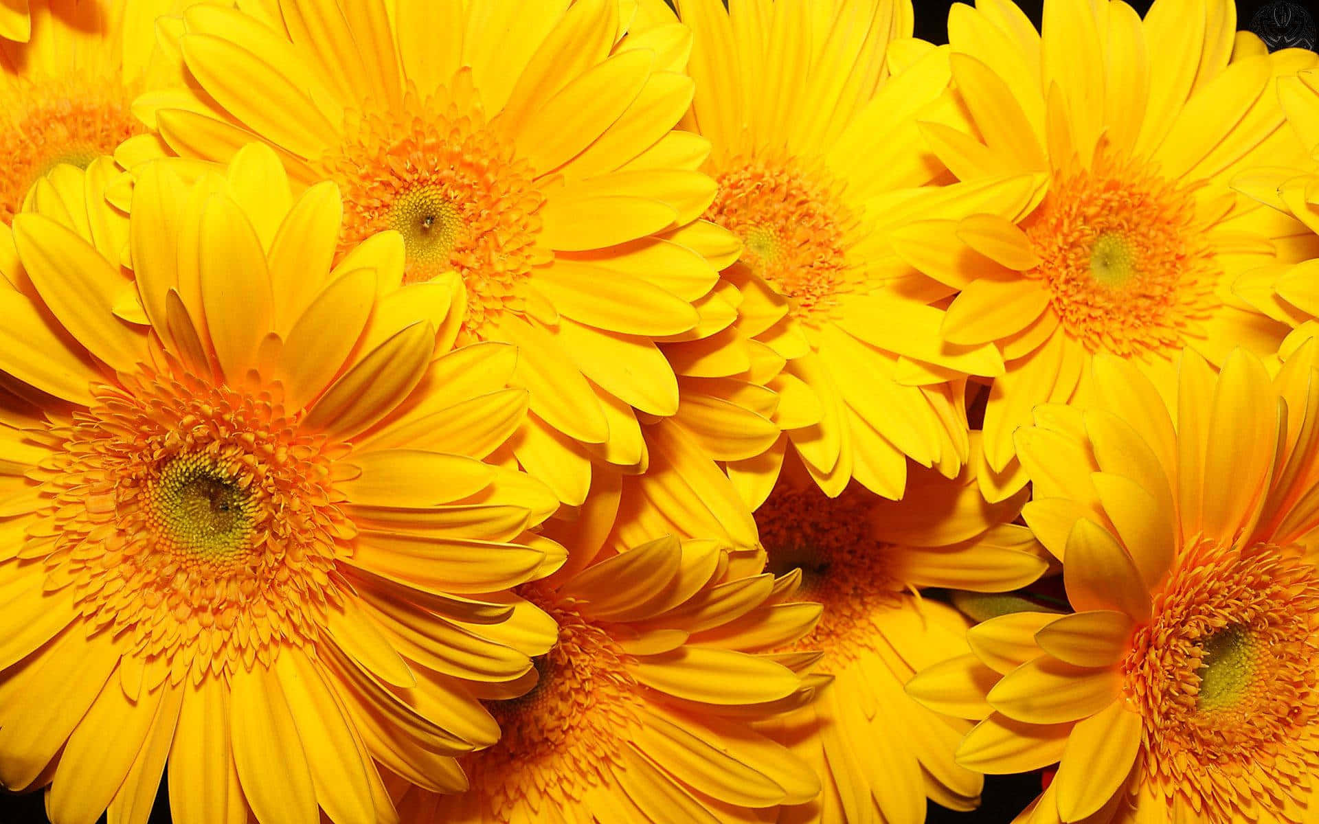 Aesthetic Yellow, gerbera daisies, vibrant yellow, Full HD Desktop Wallpaper