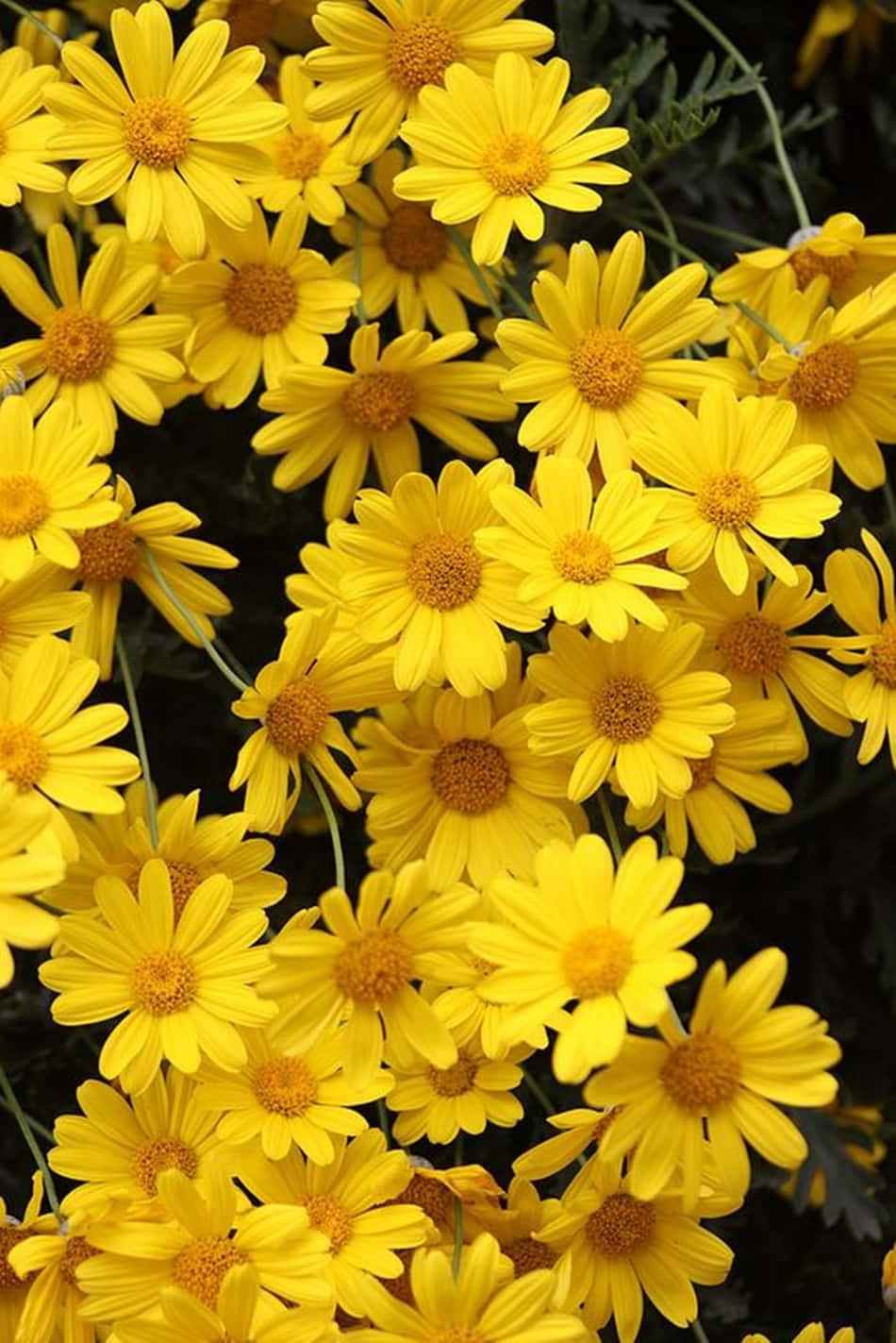 Light Yellow Daisies, vibrant yellow, orange centers, HD Phone Wallpaper