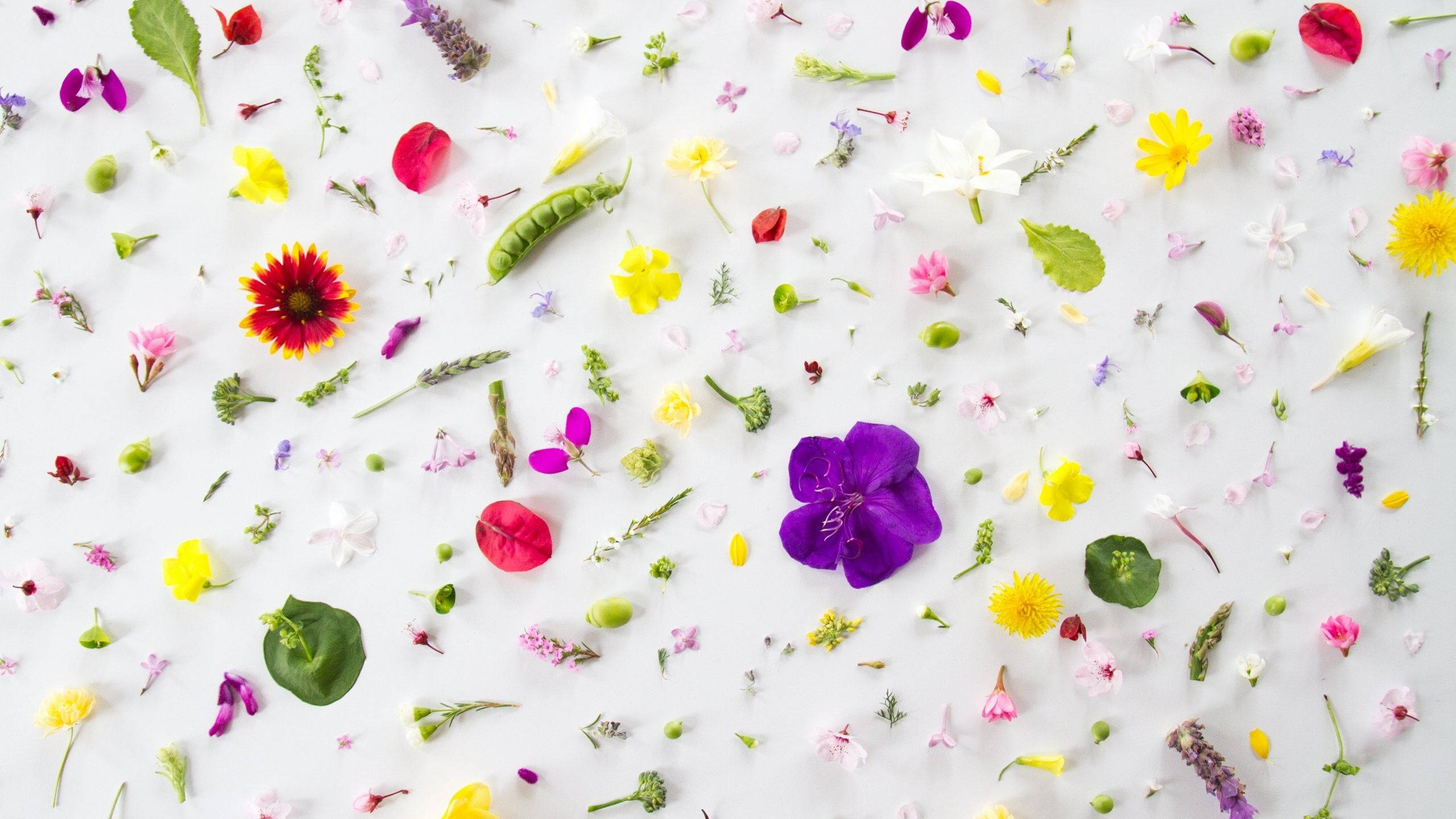 Aesthetic YouTube, colorful flowers, petals, 2K Desktop Wallpaper