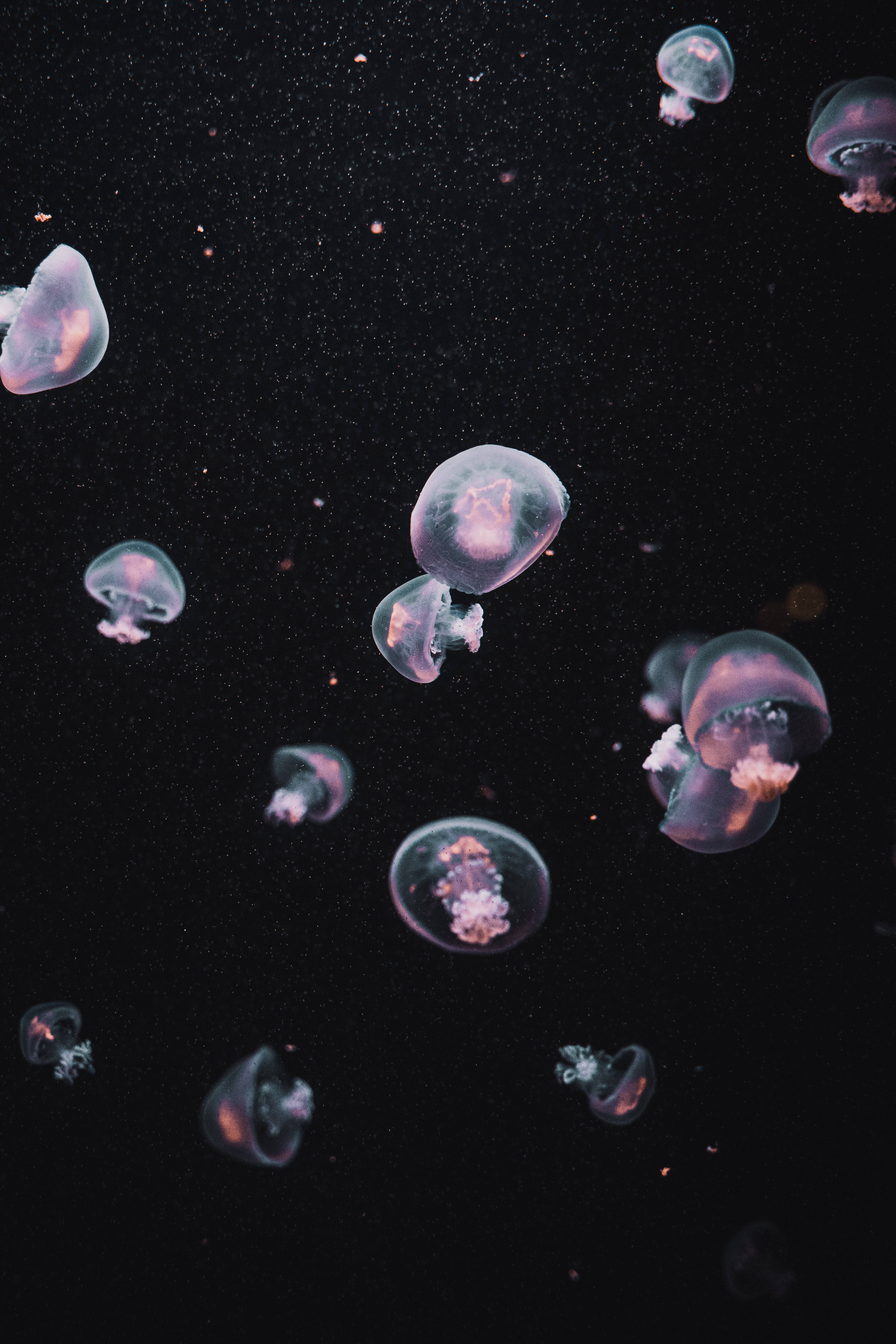 Jellyfish, dark water, glowing translucent, 8K Phone Wallpaper