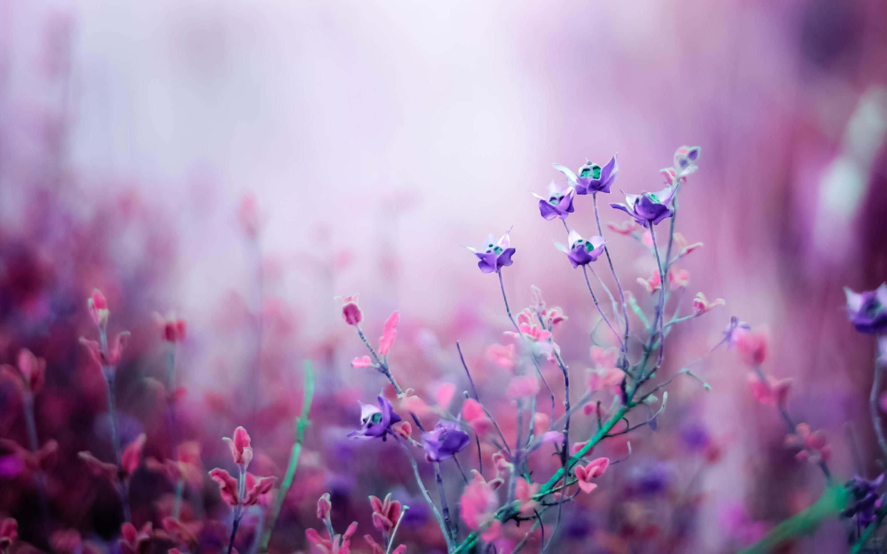 purple aesthetic laptop, purple, pink flowers, 2K Desktop Wallpaper
