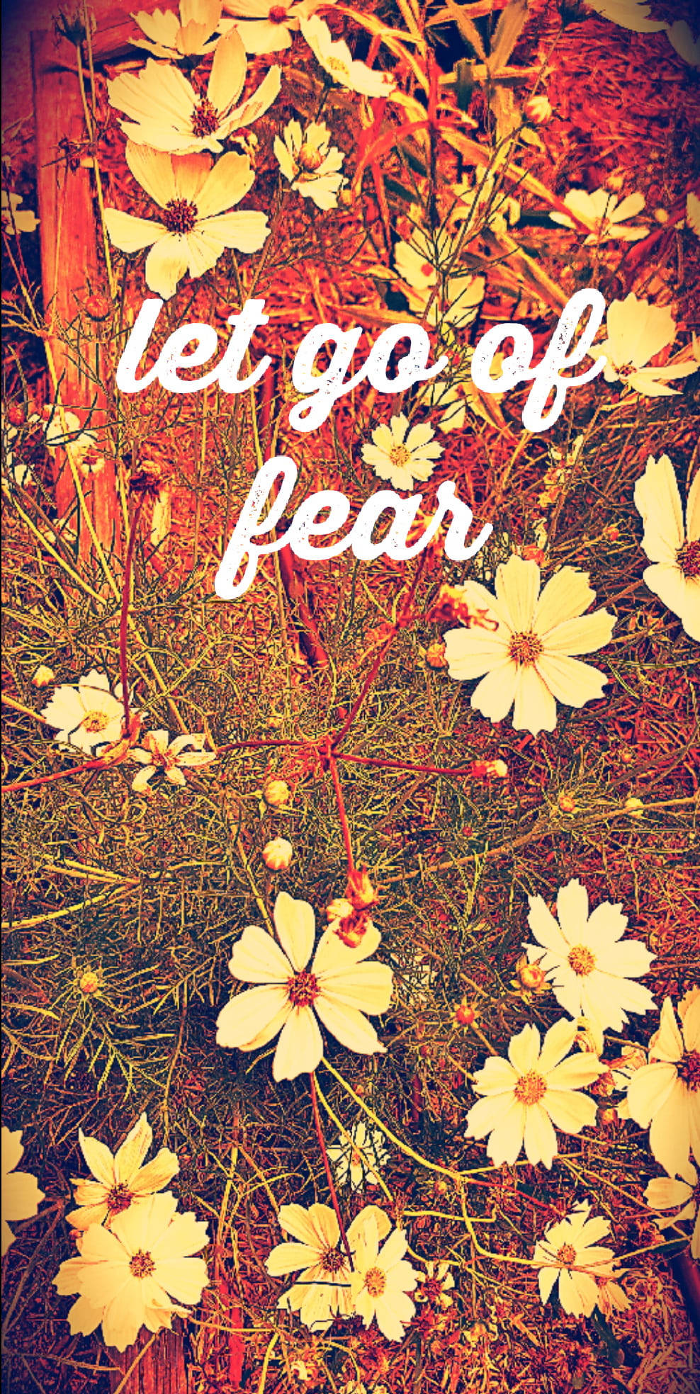 cosmos flowers, textured earthy background, let go of fear, Full HD Phone Wallpaper