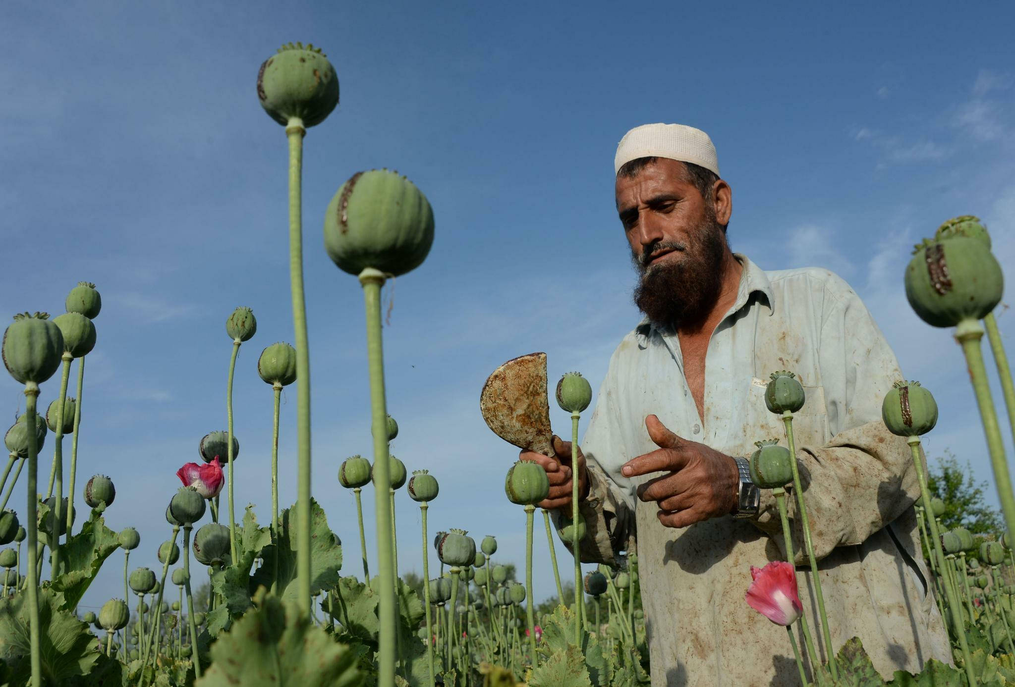 Afghanistan, opium poppy, bearded man, Full HD Desktop Wallpaper