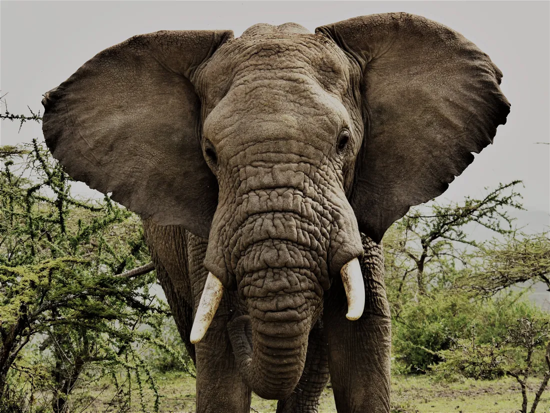 African Animals