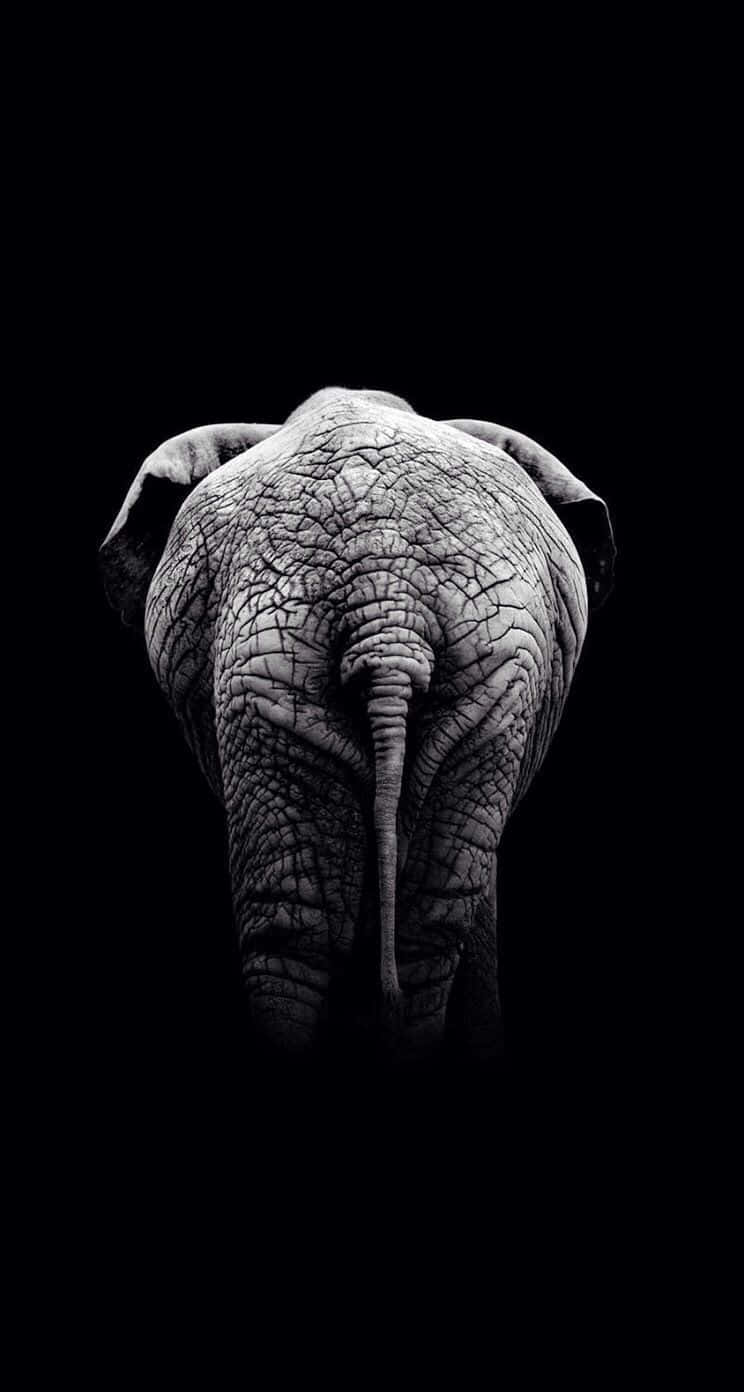 African Motif, elephant, black background, HD Phone Wallpaper