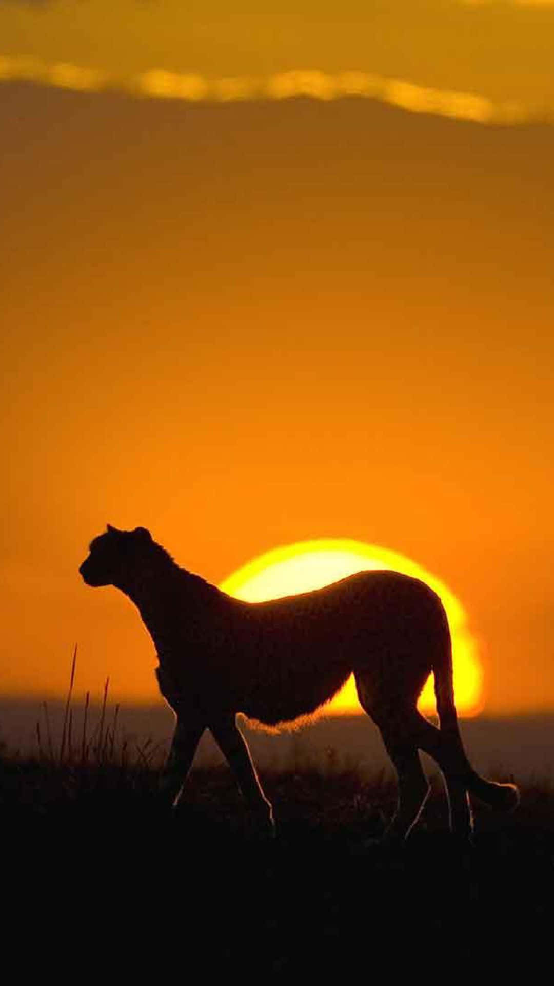 cheetah, blazing orange sunset, grassy plain, Full HD Phone Wallpaper