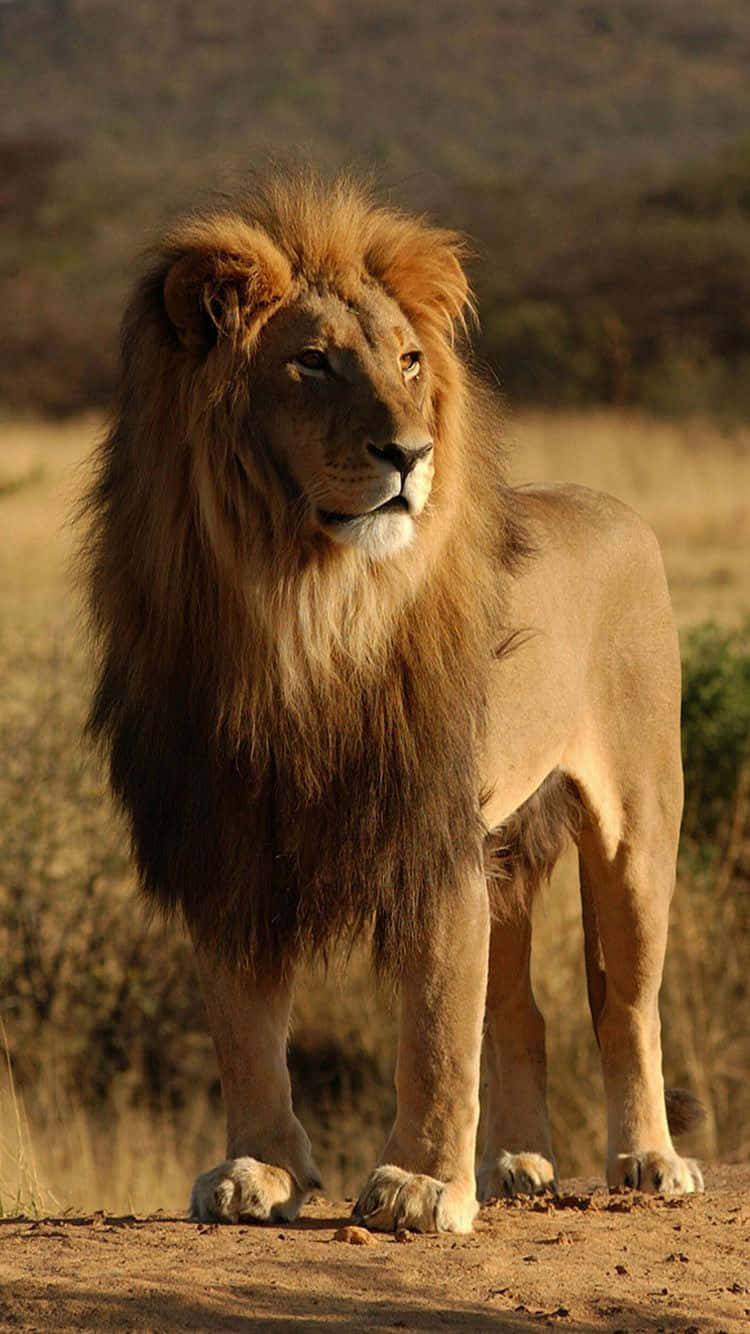 African savanna grassland, majestic male lion, thick golden mane, HD Phone Wallpaper