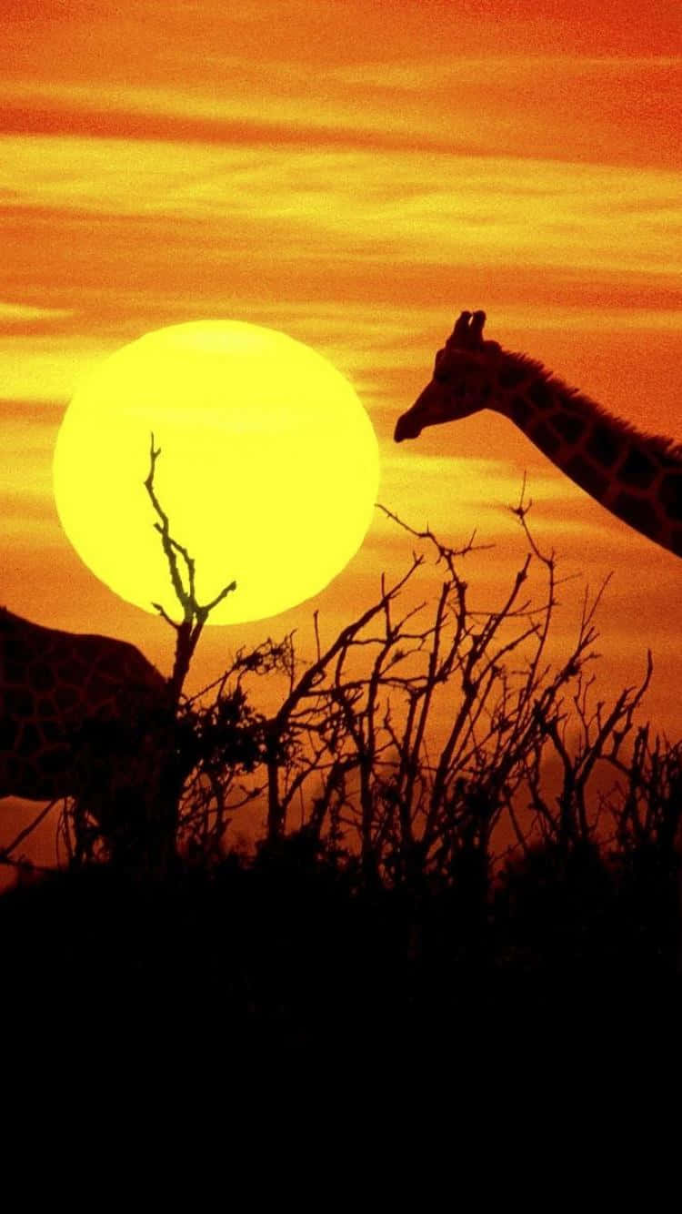 African Native Animals, giraffes, blazing orange sunset, HD Phone Wallpaper