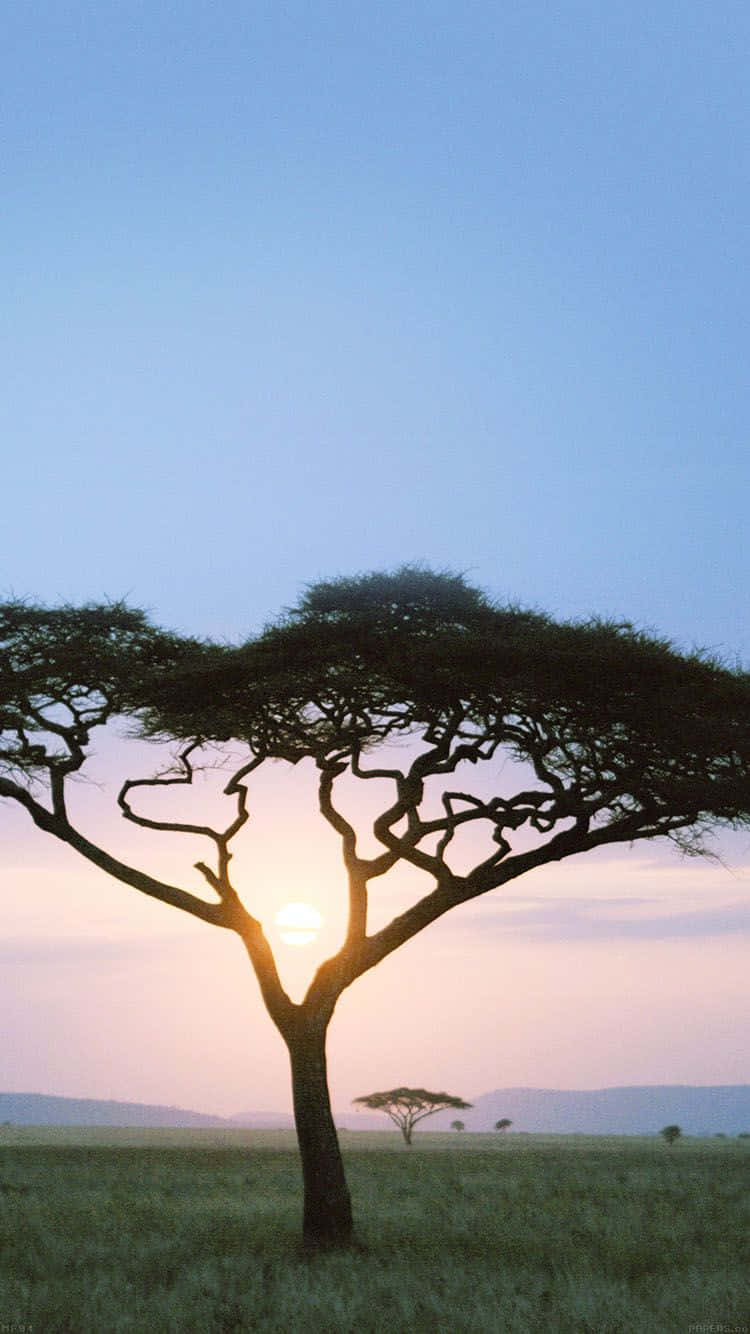acacia tree, pink and blue sunset sky, African savanna, HD Phone Wallpaper