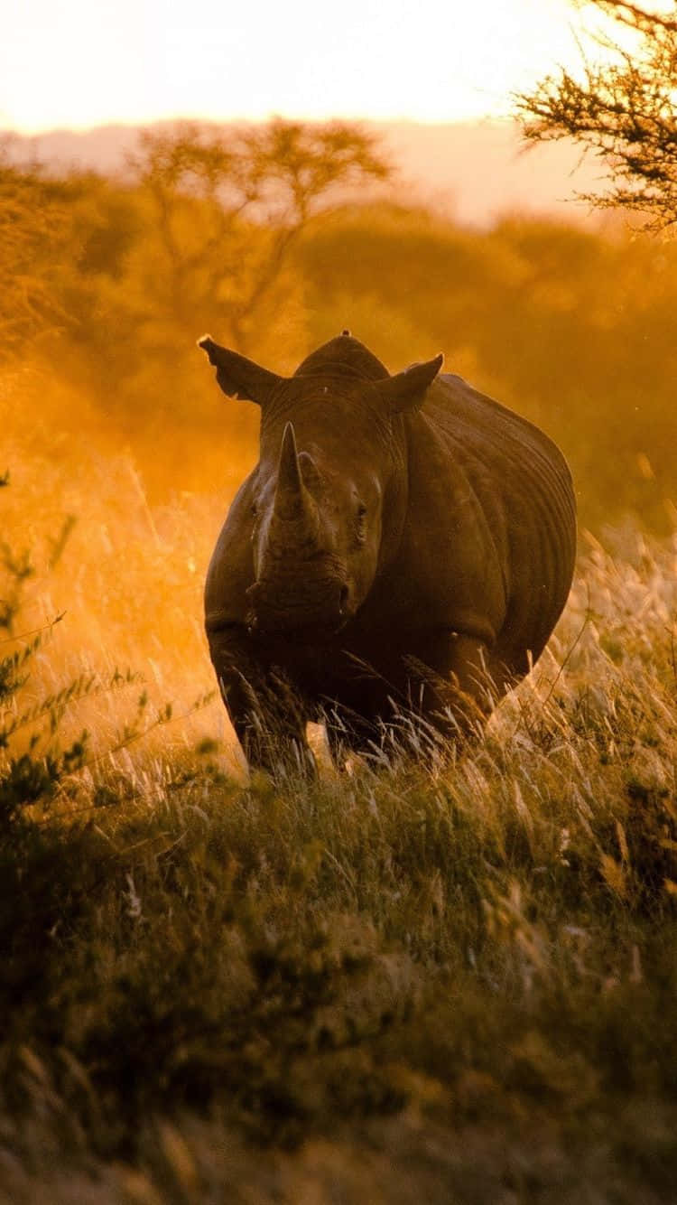 African Scenery, rhinoceros, tall grass, HD Phone Wallpaper