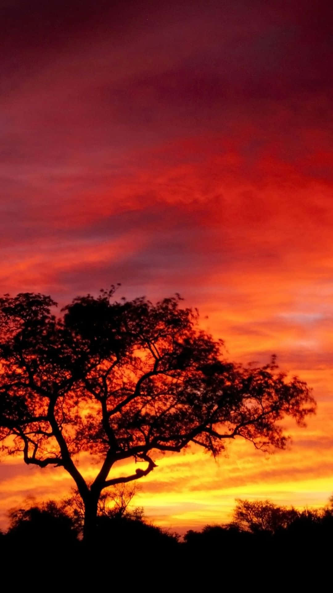 African iPhone, fiery sunset, red orange, Full HD Phone Wallpaper