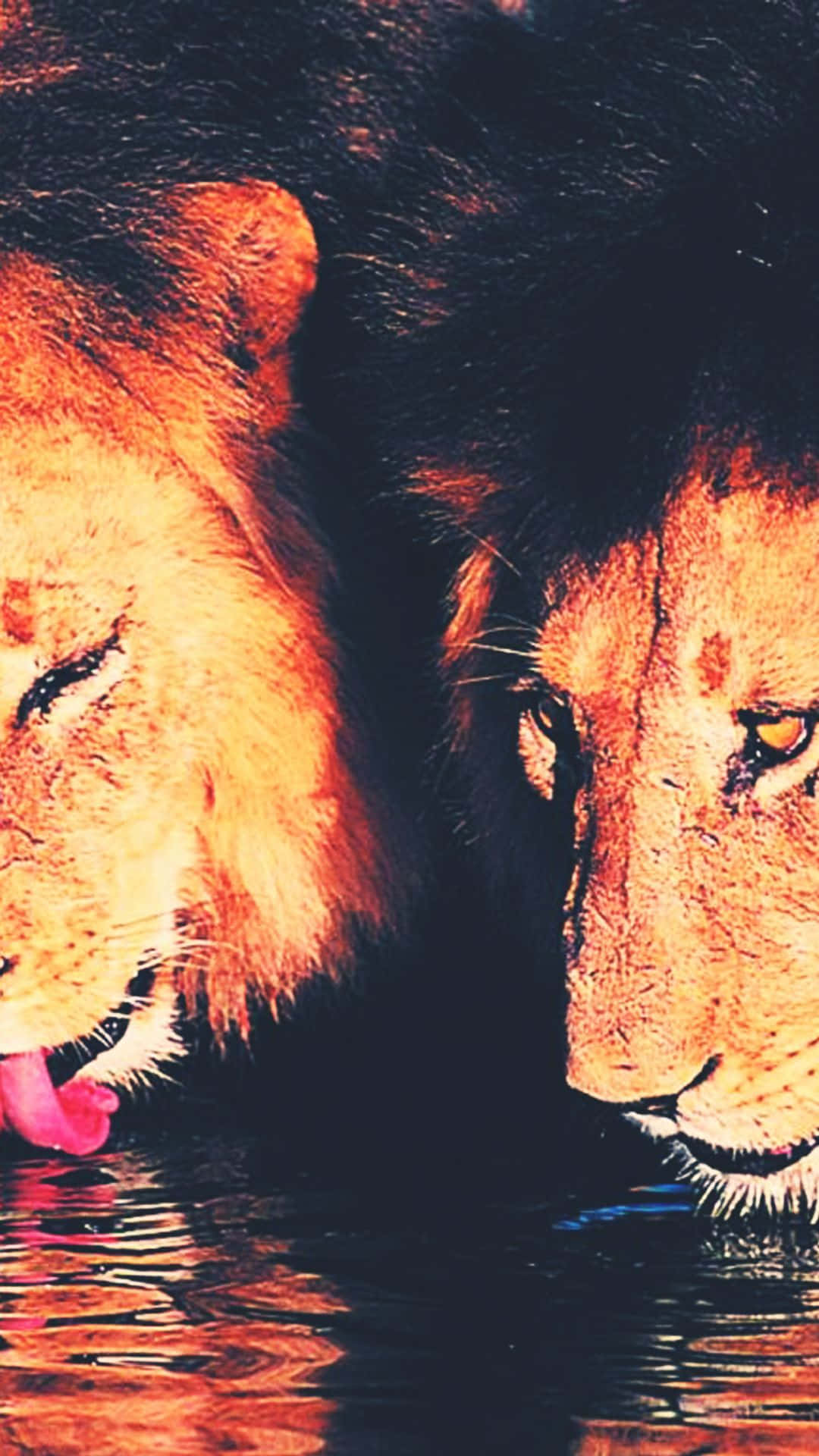 two lions, dusk, glowing amber eyes, Full HD Phone Wallpaper